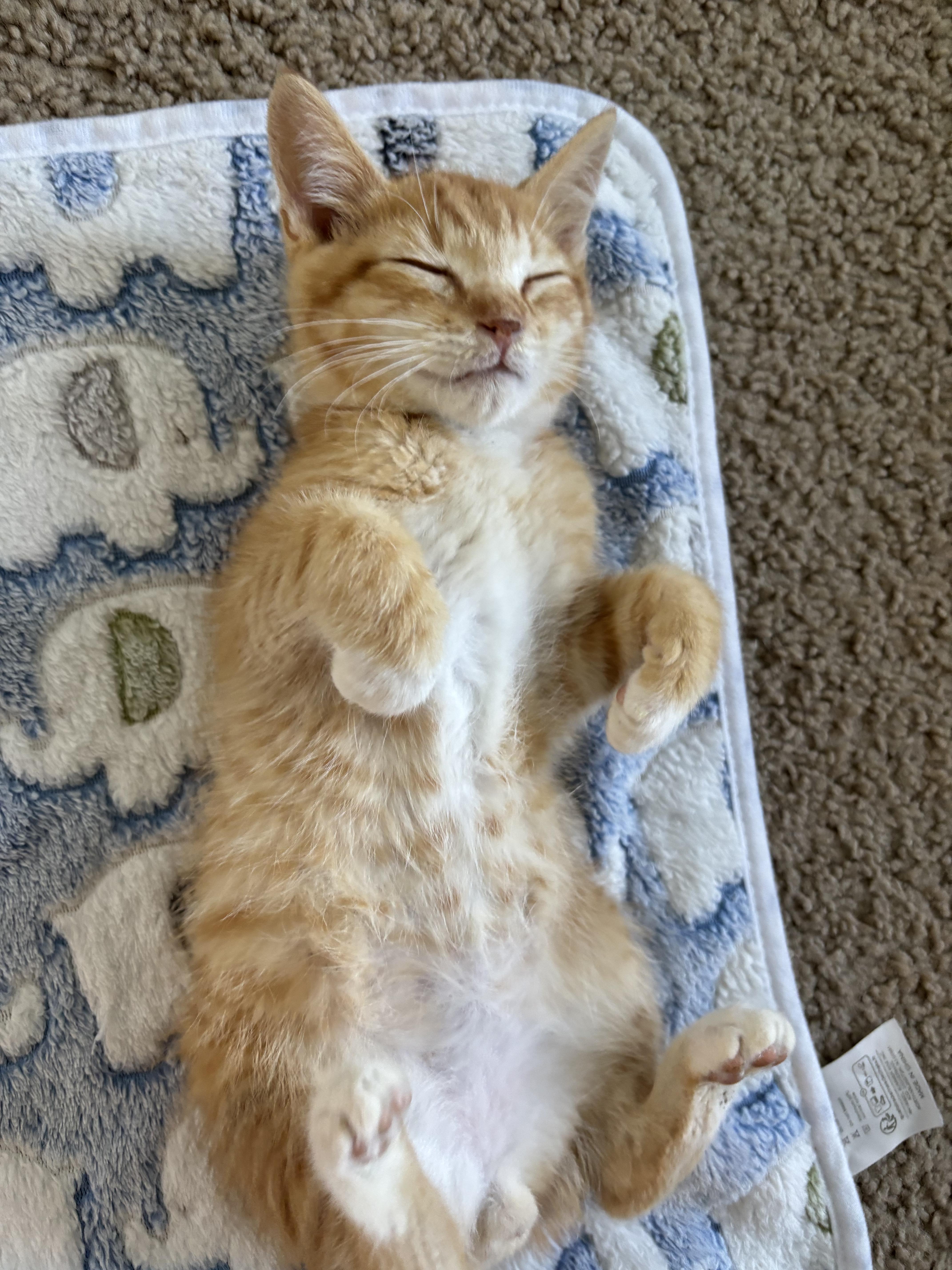 Crabcake, an adoptable Domestic Short Hair in Davis, CA image 2/6