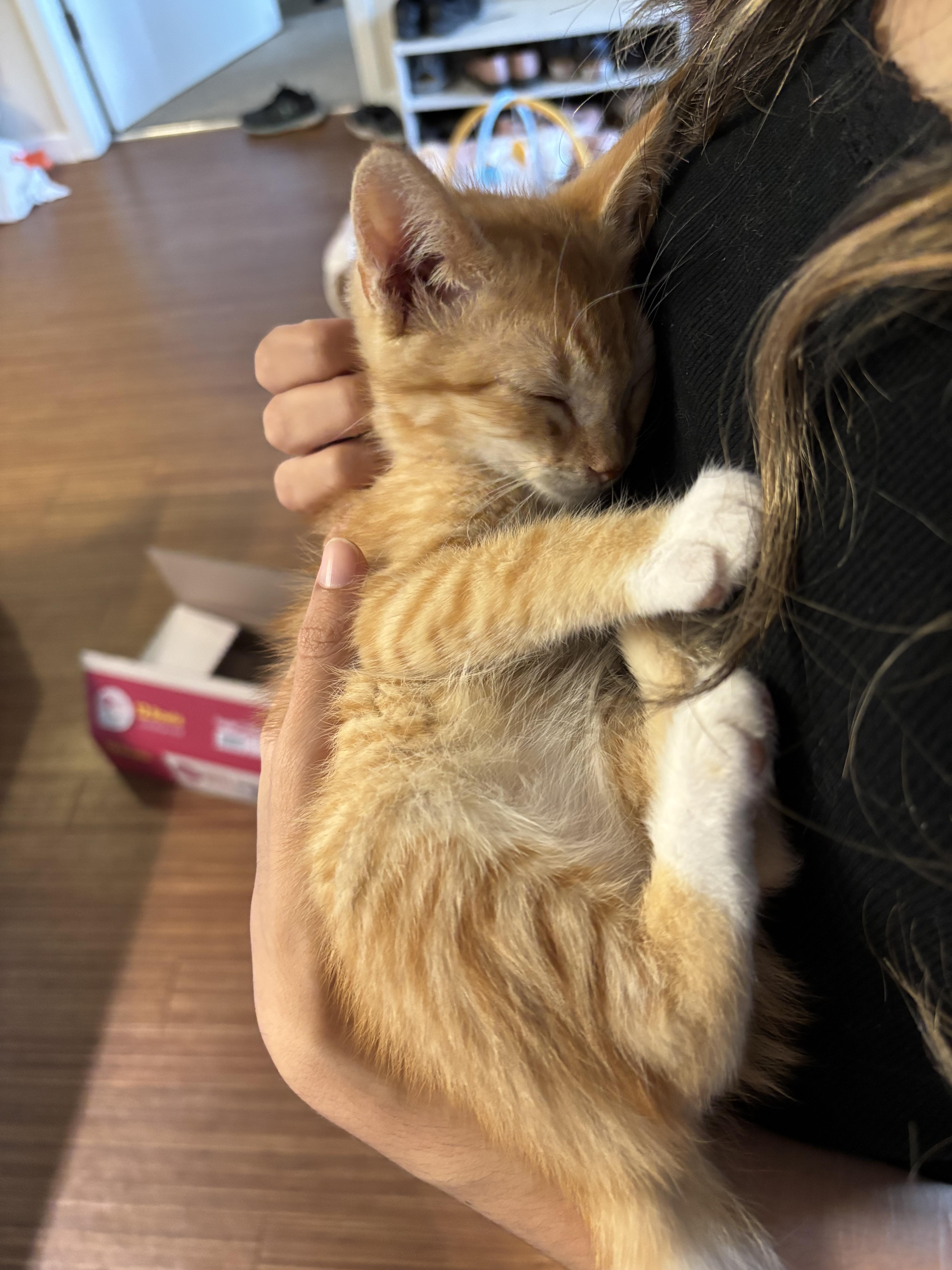 Crabcake, an adoptable Domestic Short Hair in Davis, CA image 5/6