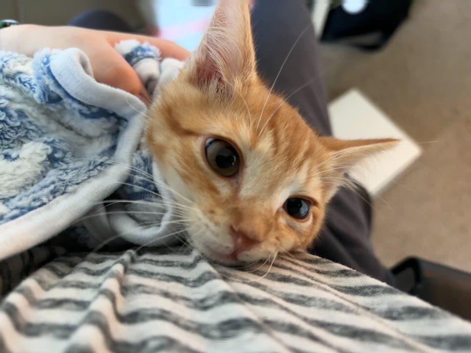 Enlarge Crabcake, an adoptable Domestic Short Hair in Davis, CA video 6/6