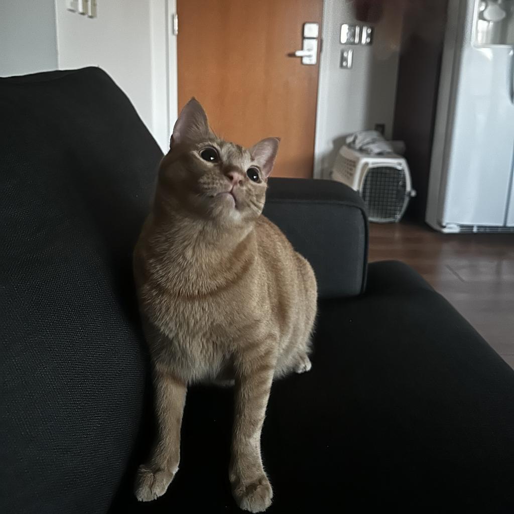 Poppy — thumbnail 2