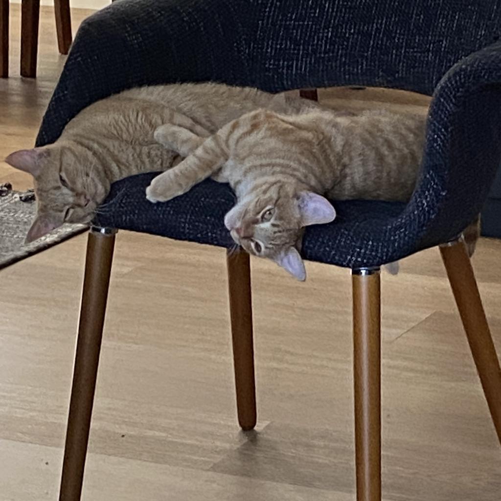 Poppy — thumbnail 3