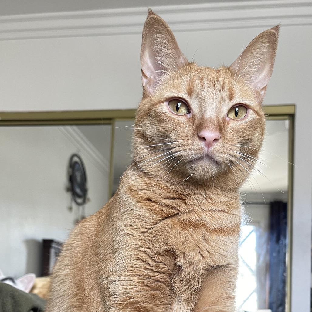 Poppy — thumbnail 4