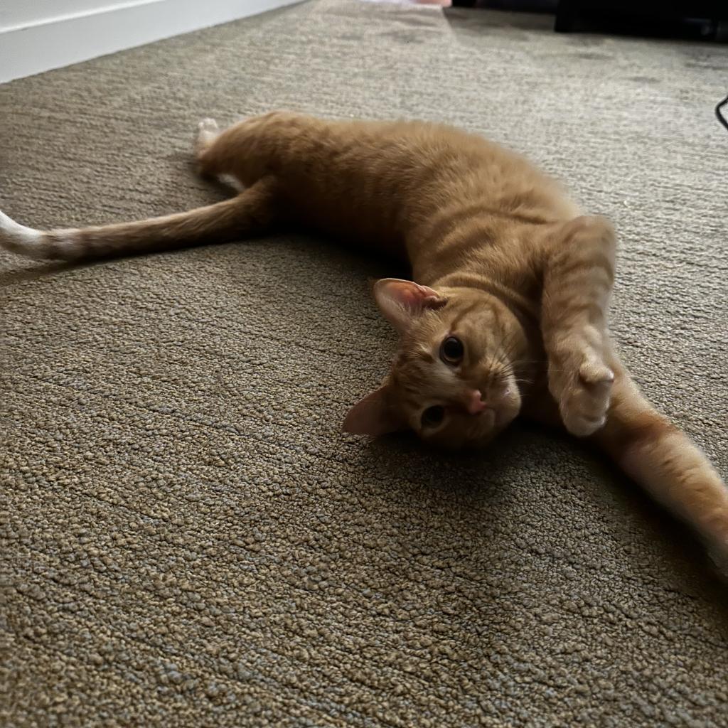 Poppy — thumbnail 5