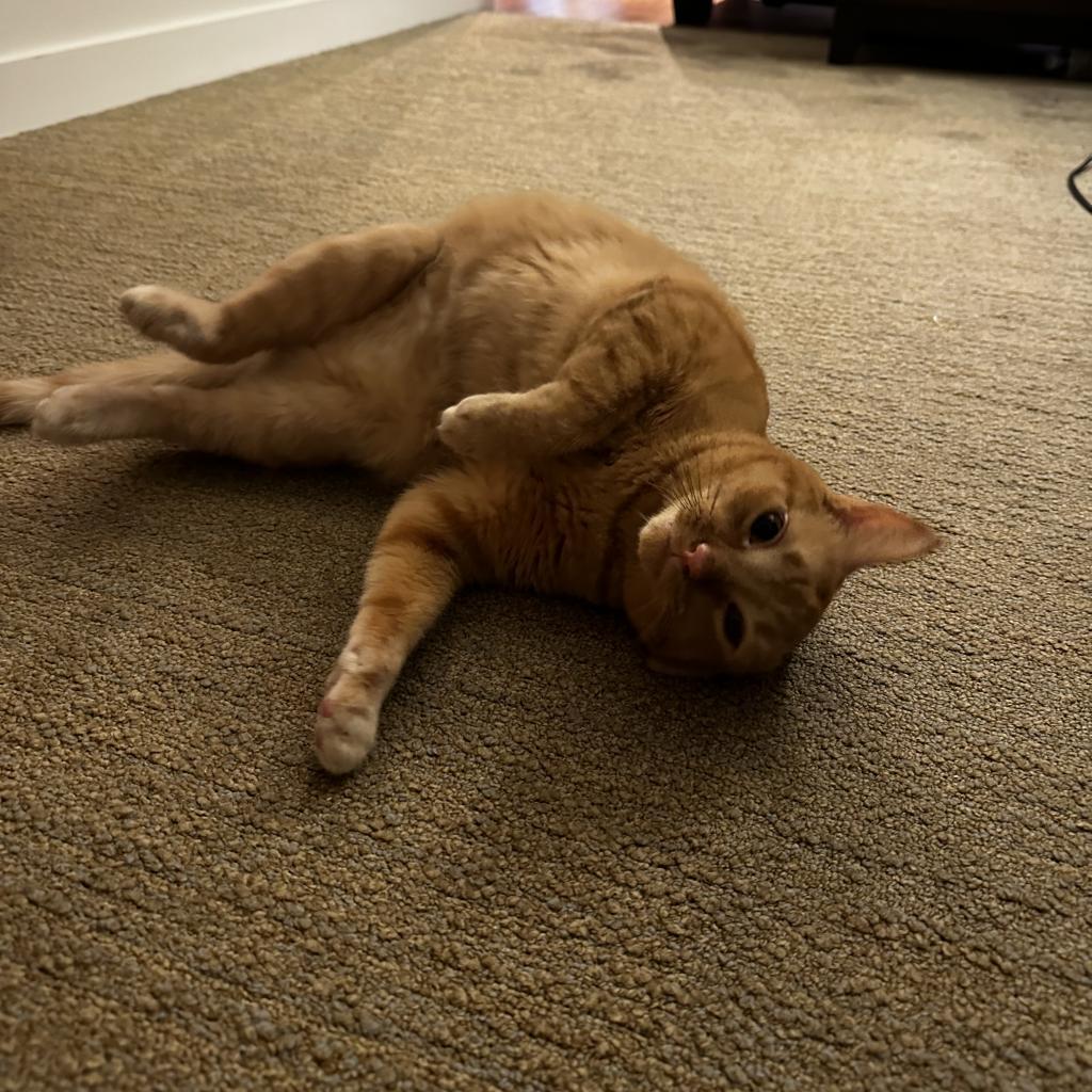 Poppy — thumbnail 6