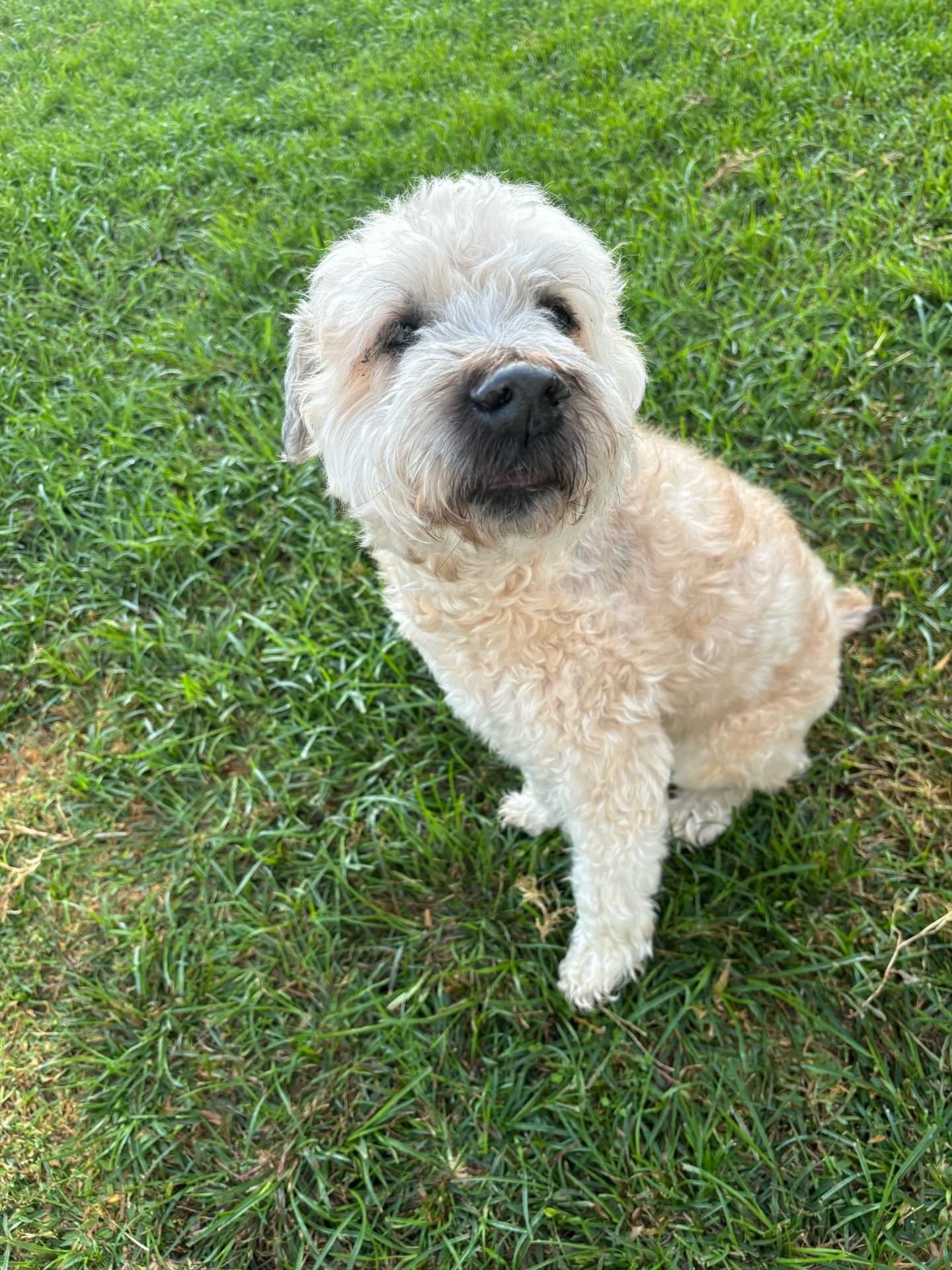 Enlarge Bingo, a Adopted Wheaten Terrier in Palmetto Bay, FL image 1/4