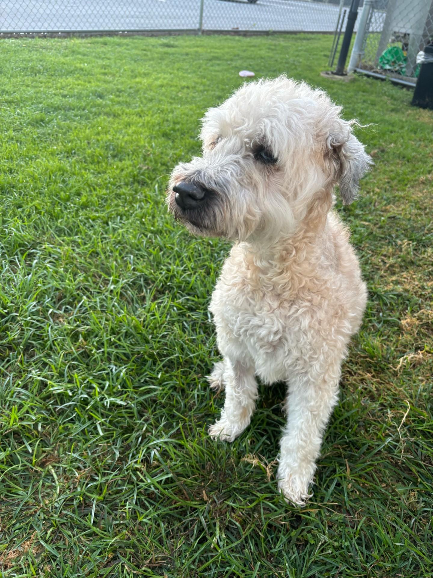 Enlarge Bingo, a Adopted Wheaten Terrier in Palmetto Bay, FL image 2/4