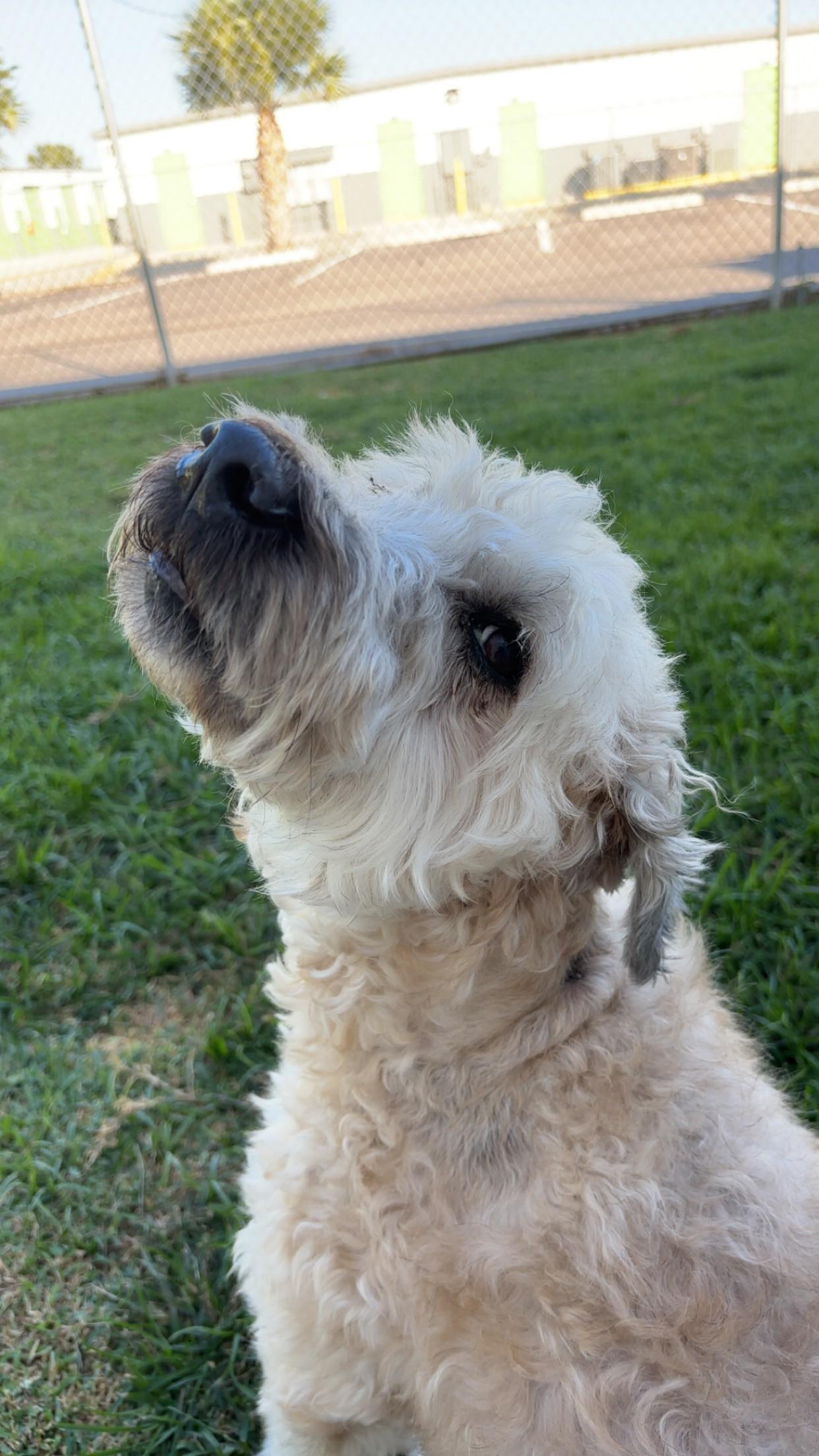 Enlarge Bingo, a Adopted Wheaten Terrier in Palmetto Bay, FL image 3/4