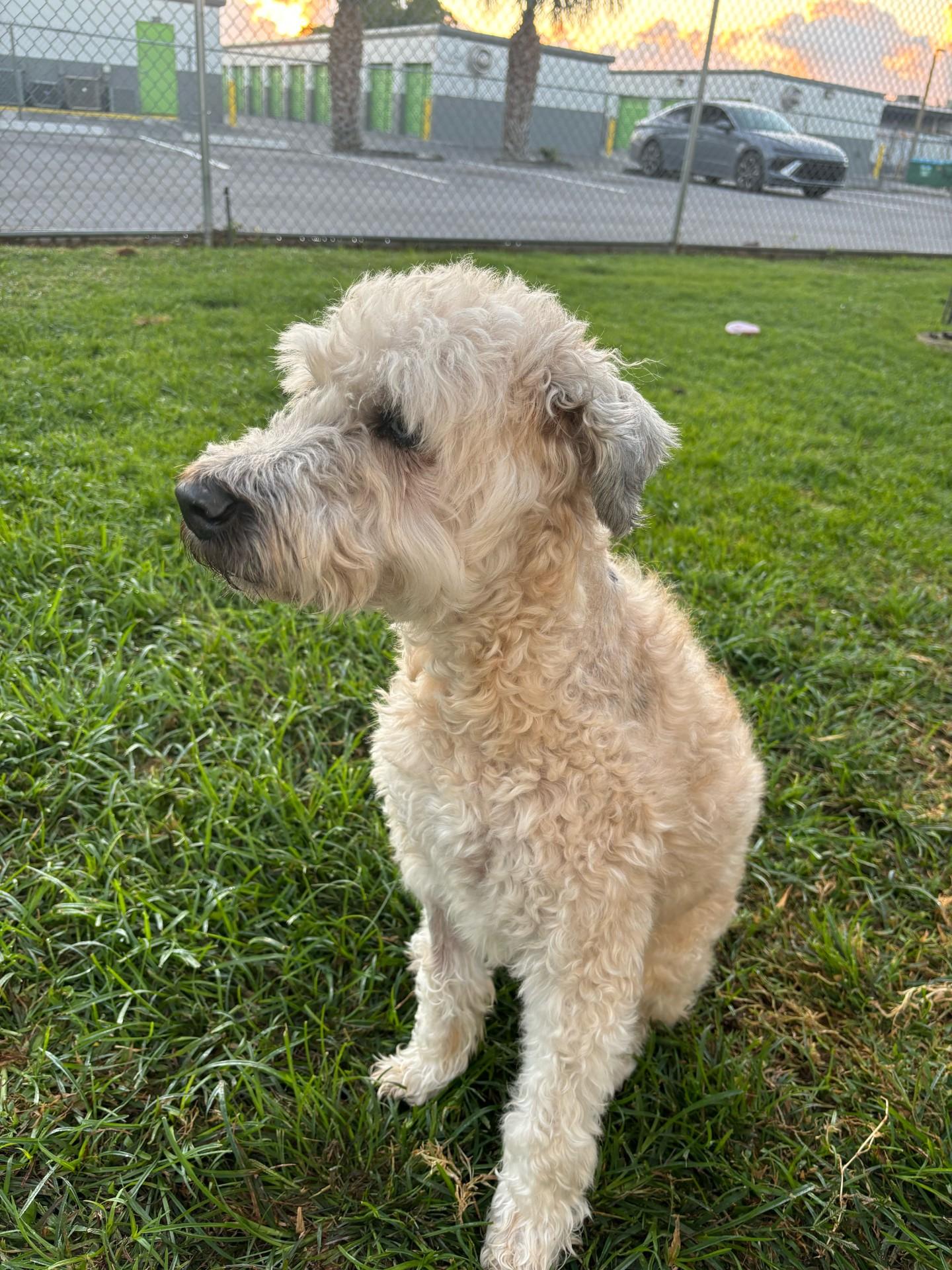 Enlarge Bingo, a Adopted Wheaten Terrier in Palmetto Bay, FL image 4/4
