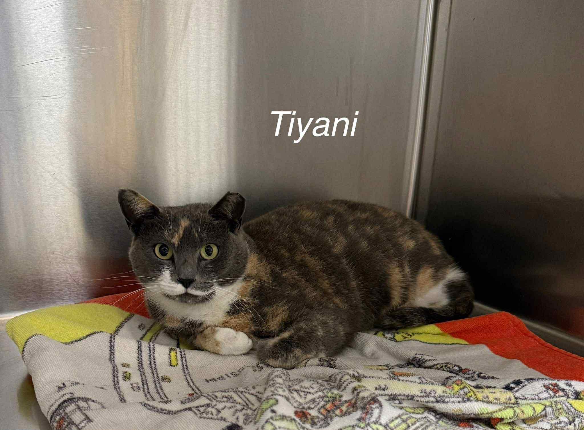 Enlarge Tiyani, a Adoptable Domestic Short Hair in Mount Airy, NC image 1/1