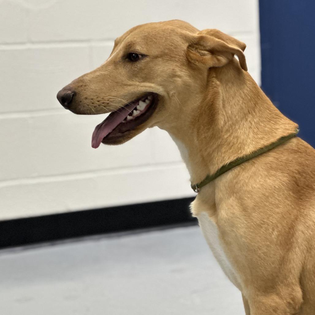 (CCSO) Hepp, Adoptable, Young Male Shepherd.