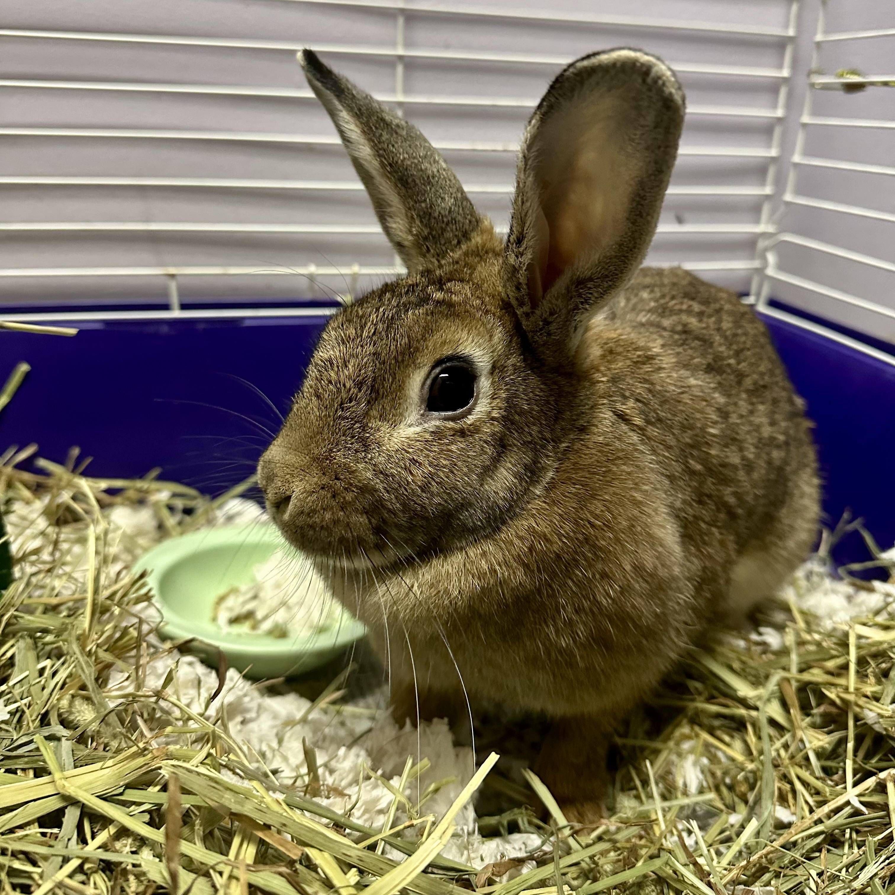 Freckles, a Adoptable Bunny Rabbit in Exeter, RI image 1/3