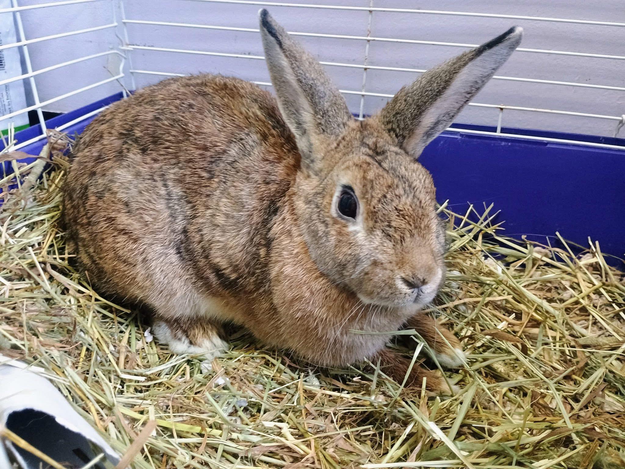 Freckles, Adoptable, Adult Male Bunny Rabbit.