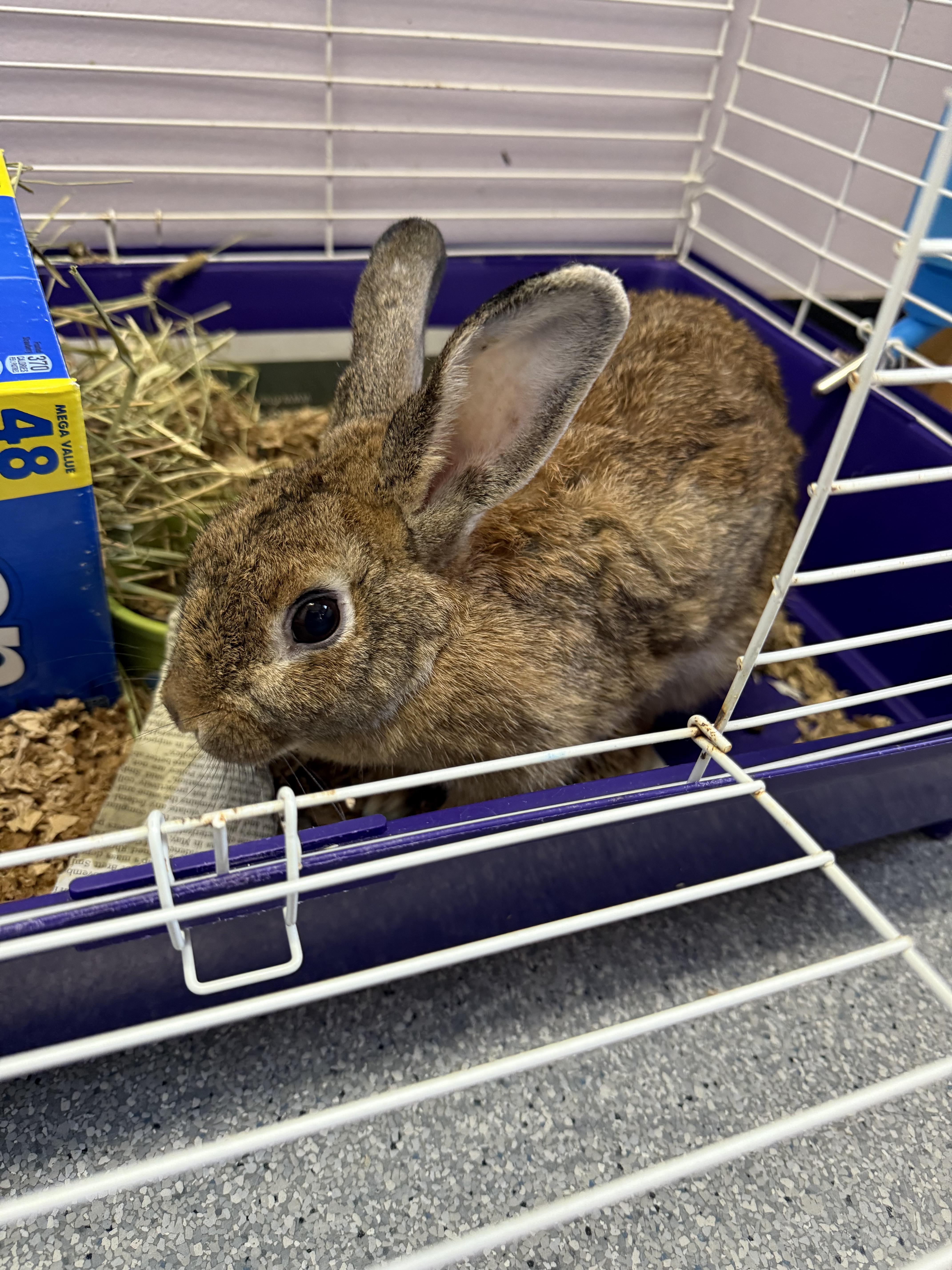 Freckles, a Adoptable Bunny Rabbit in Exeter, RI image 2/2
