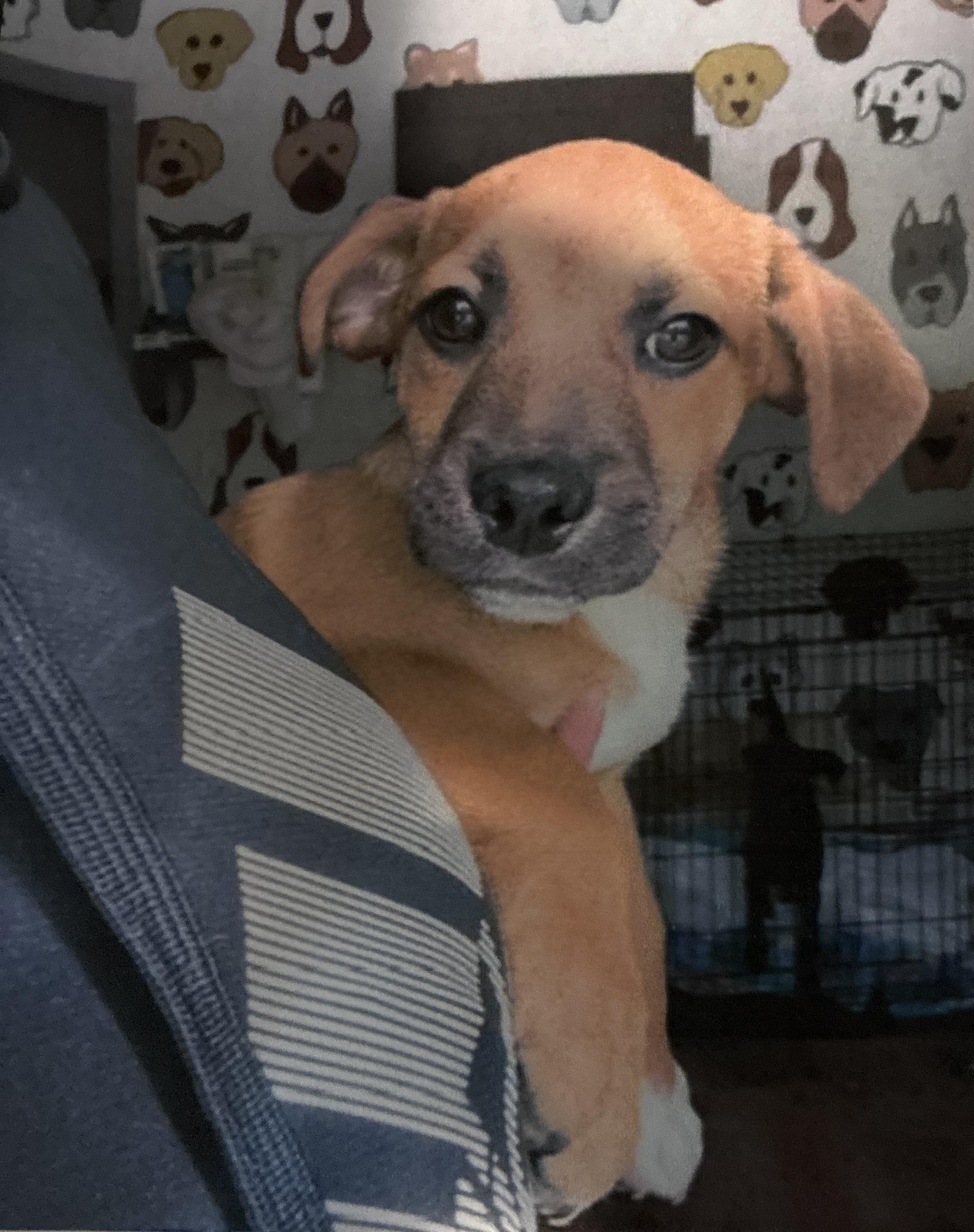 Enlarge Chipmunk , a Adoptable mixed breed in Lindenhurst, NY image 1/1