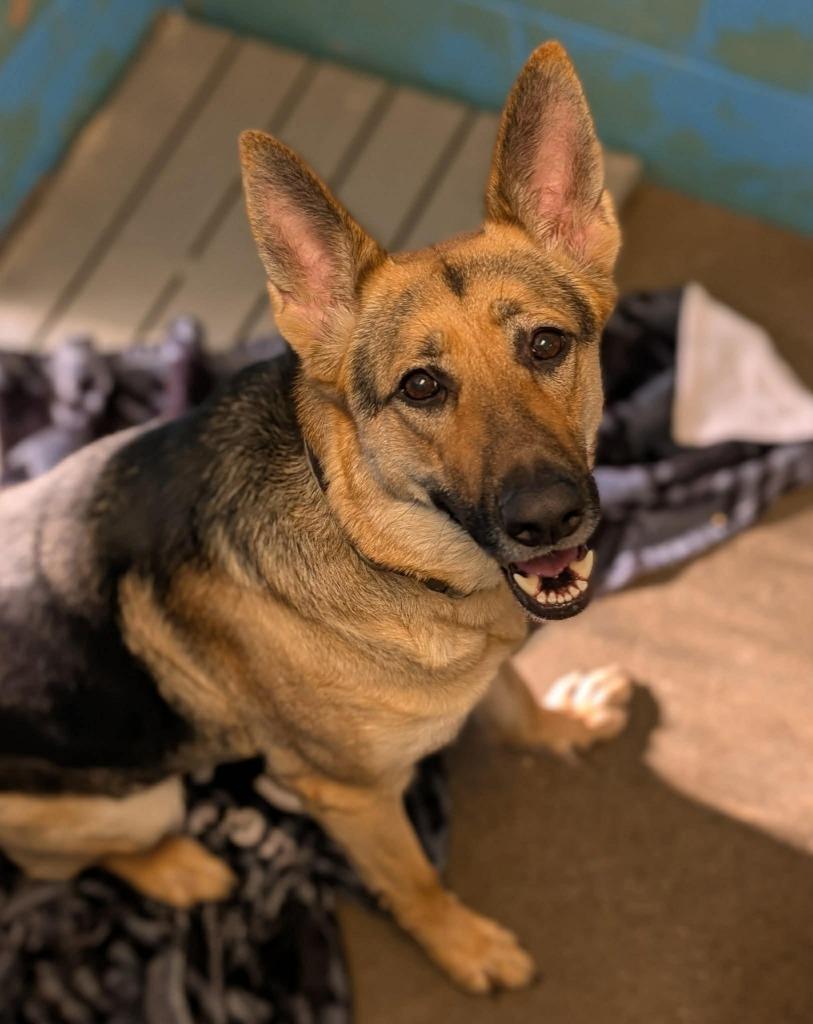 Spice - PENDING ADOPTION, Adoptable, Young Female German Shepherd Dog.