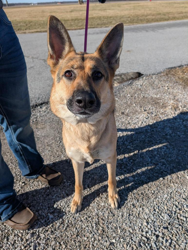 Enlarge Spice - PENDING ADOPTION, a Adoptable German Shepherd Dog in Defiance, OH image 2/4