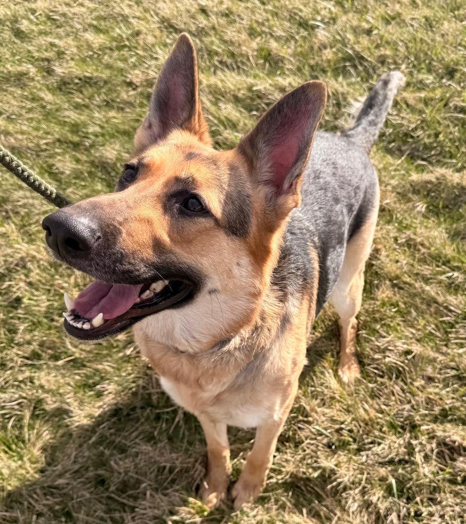 Enlarge Spice - PENDING ADOPTION, a Adoptable German Shepherd Dog in Defiance, OH image 3/4