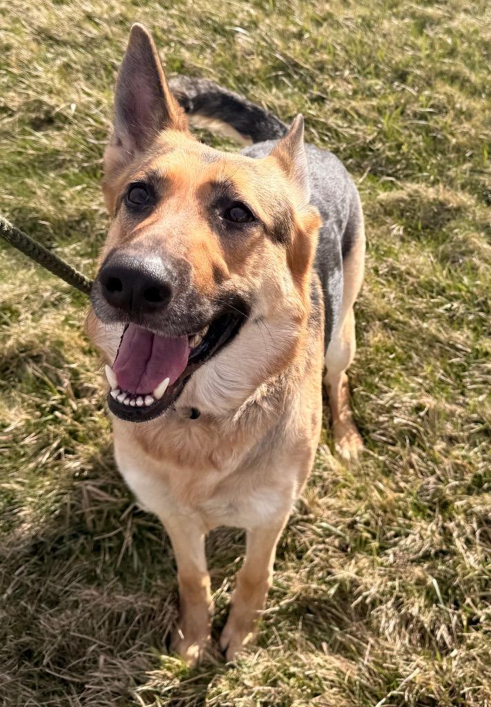 Enlarge Spice - PENDING ADOPTION, a Adoptable German Shepherd Dog in Defiance, OH image 4/4