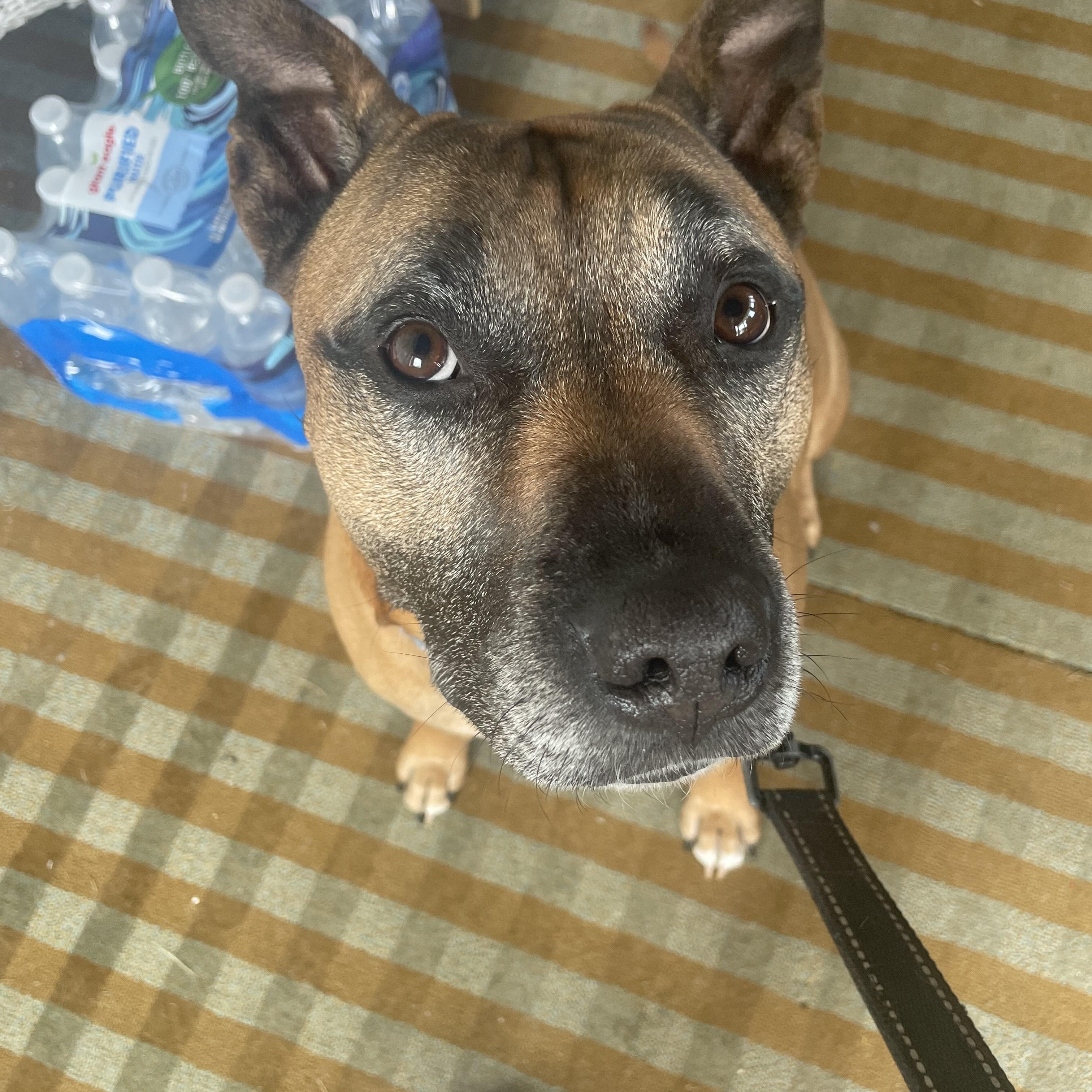 Enlarge Rocky, a ADOPTABLE mixed breed in Brunswick, OH image 2/5