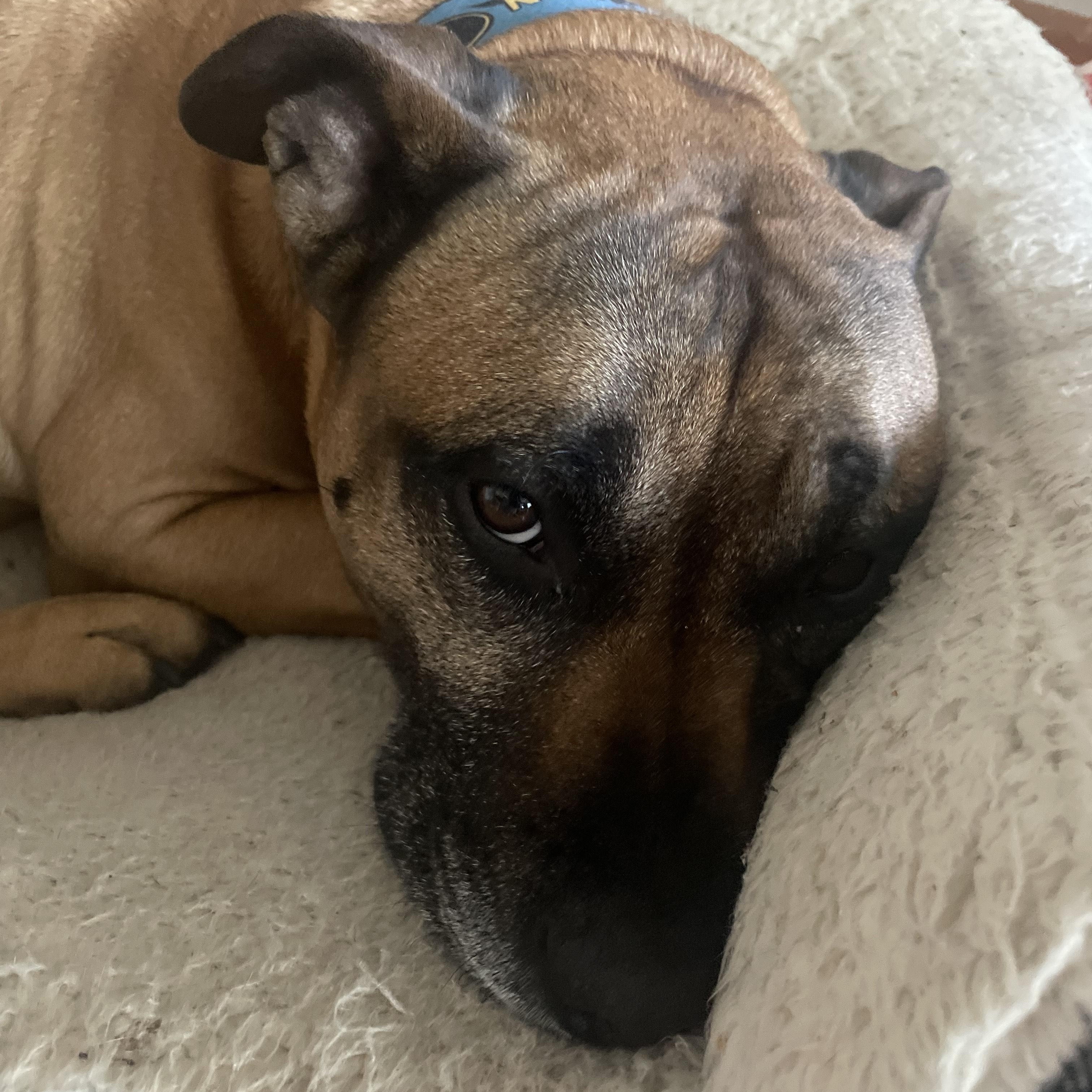 Enlarge Rocky, a ADOPTABLE mixed breed in Brunswick, OH image 5/5