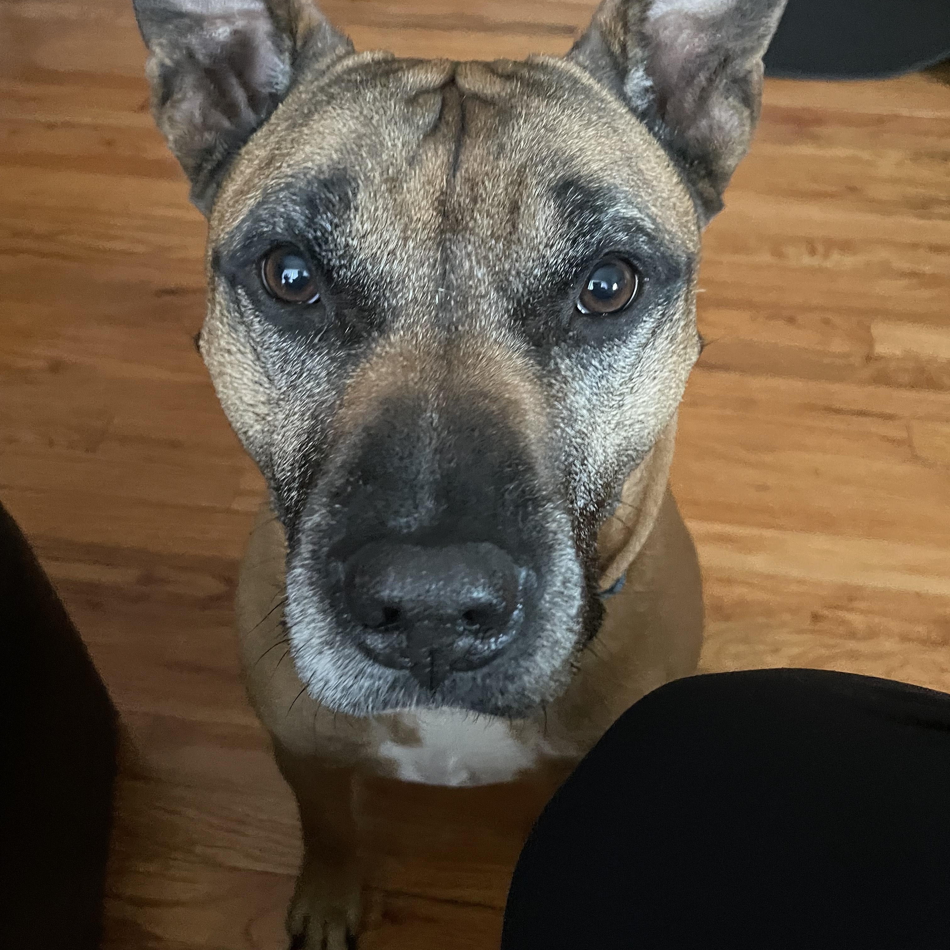 Enlarge Rocky, a ADOPTABLE mixed breed in Brunswick, OH image 3/5