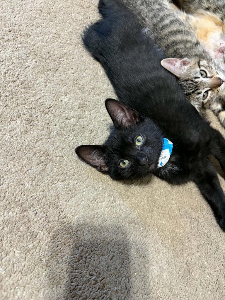 Enlarge Goose, a Adoptable mixed breed in Miami, OK image 3/5