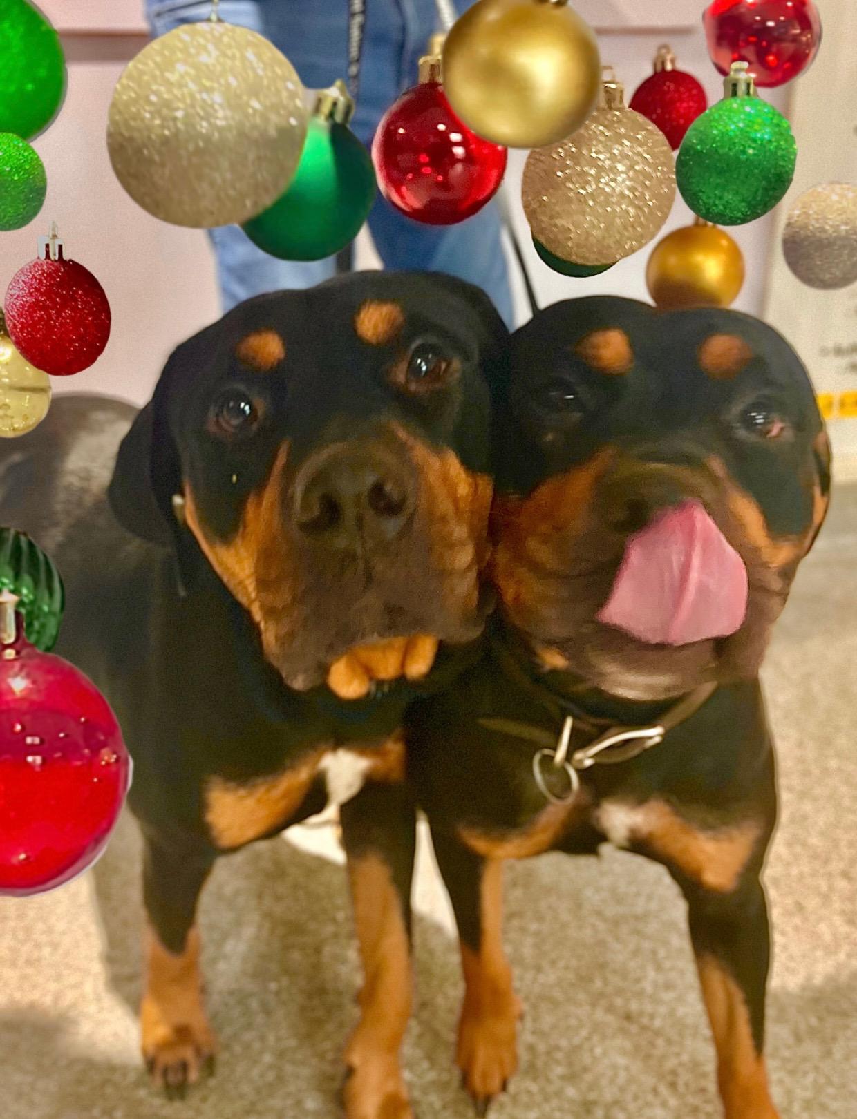 Willow and River, Adoptable, Young Female Rottweiler.