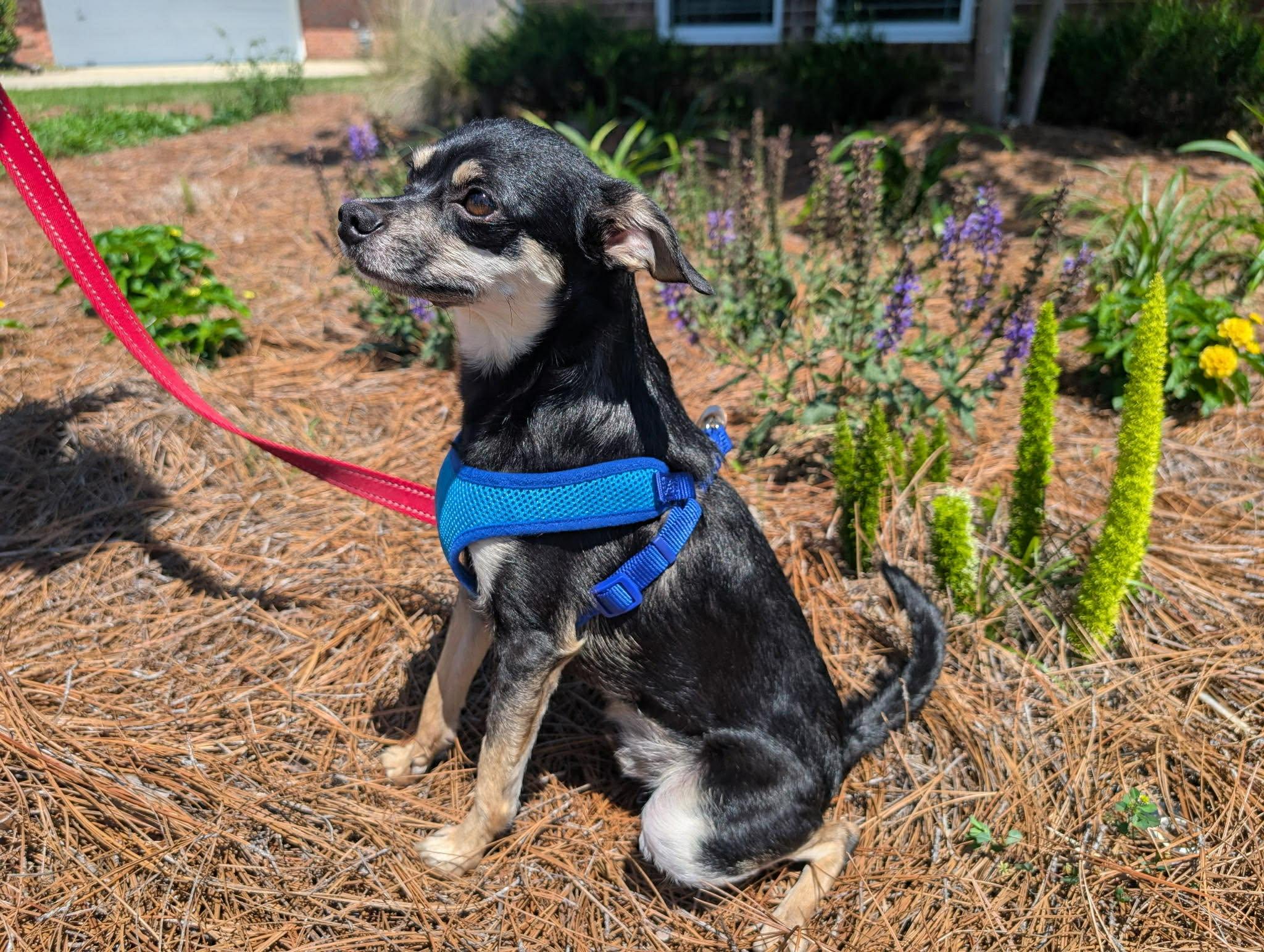 Enlarge Rico, an adopted mixed breed in Milton, FL image 3/3