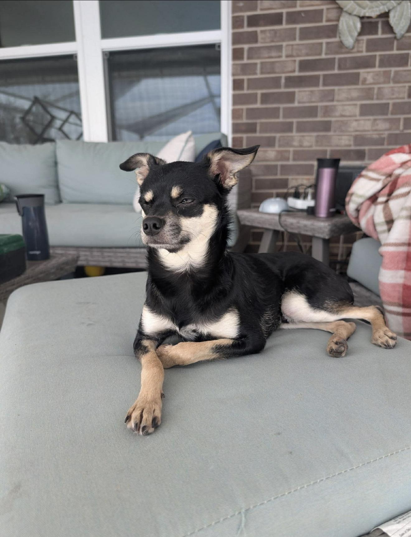 Enlarge Rico, an adopted mixed breed in Milton, FL image 1/3