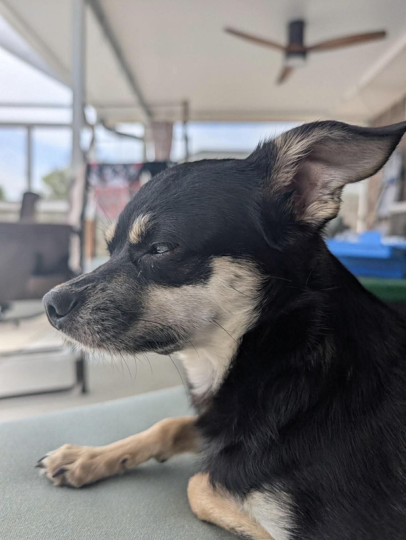 Enlarge Rico, an adopted mixed breed in Milton, FL image 2/3