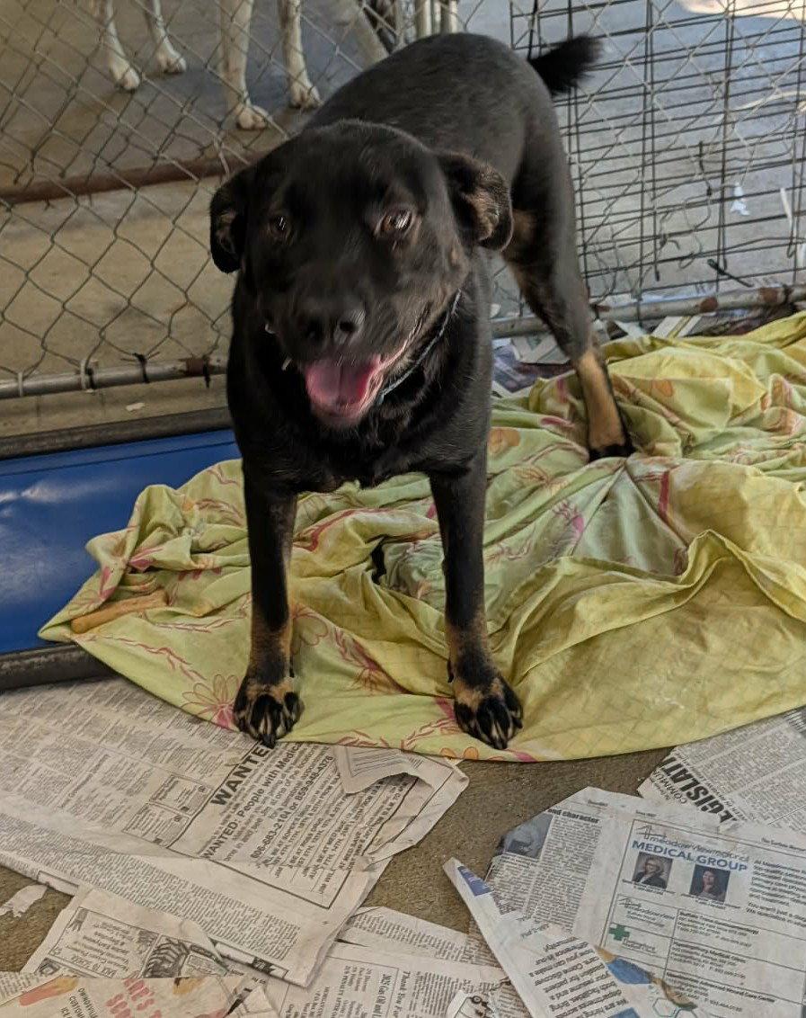 Tanner, Adoptable, Adult Male Doberman Pinscher & Shepherd.