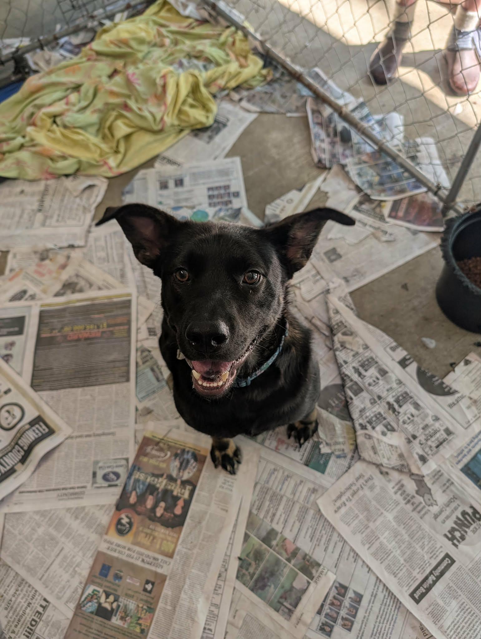 Enlarge Tanner, a Adoptable mixed breed in Frenchburg, KY image 2/2