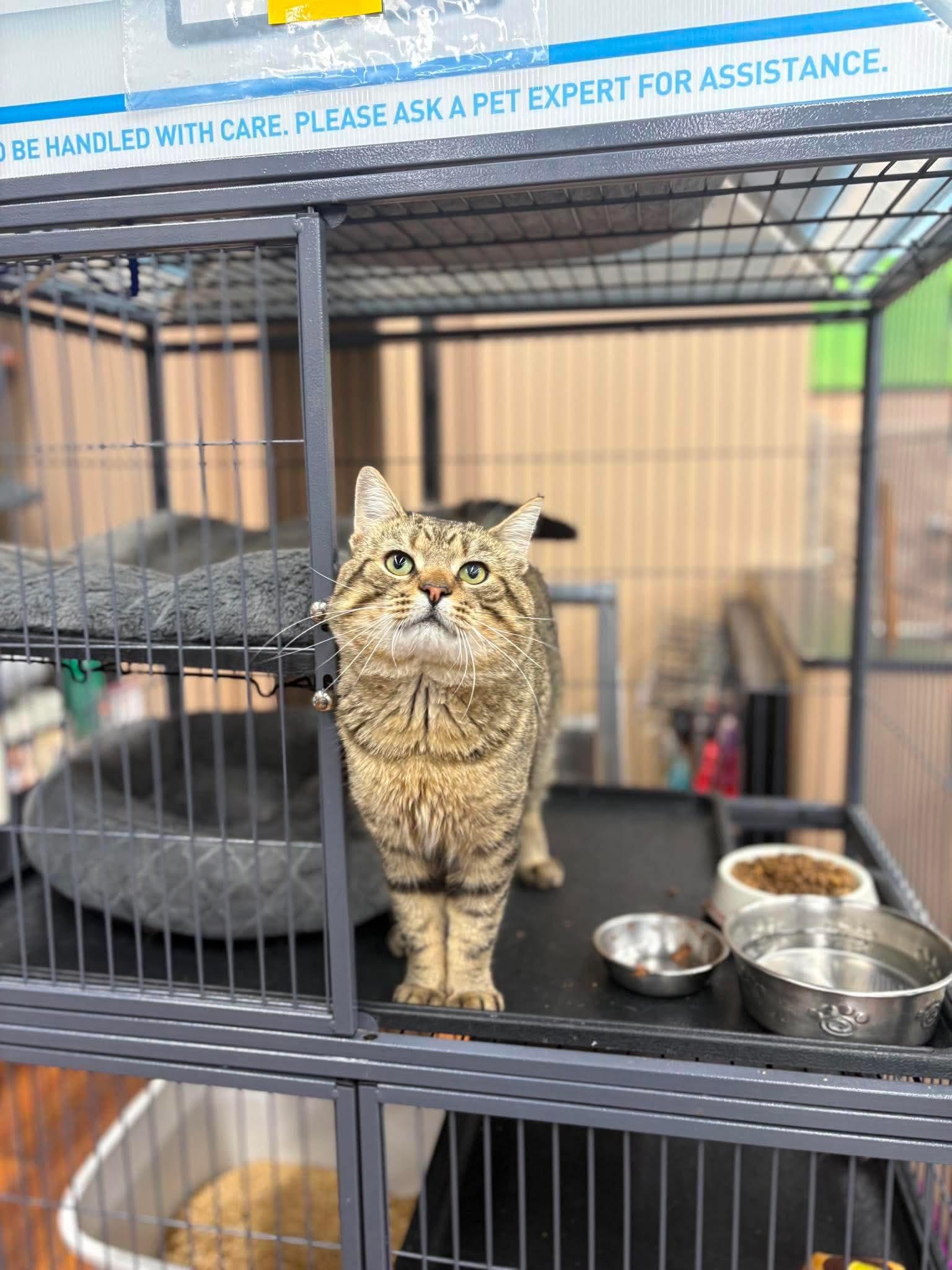 Jerry, adopted, Adult Male Domestic Short Hair.