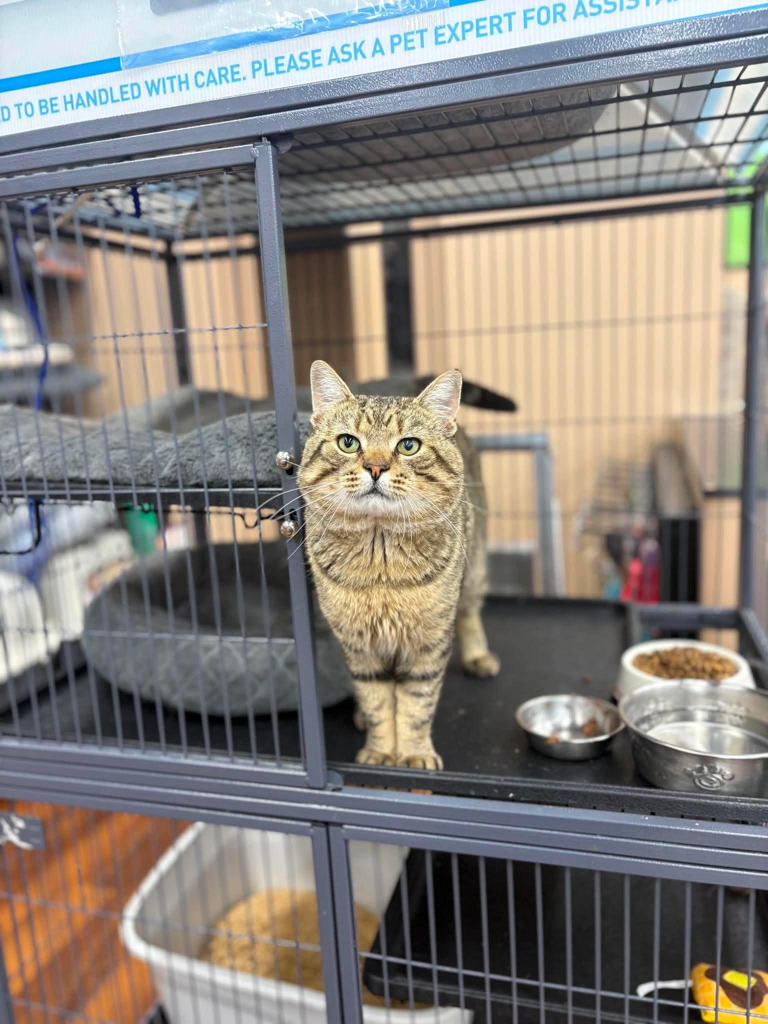 Jerry, an adopted Domestic Short Hair in Fredericton, NB image 3/4