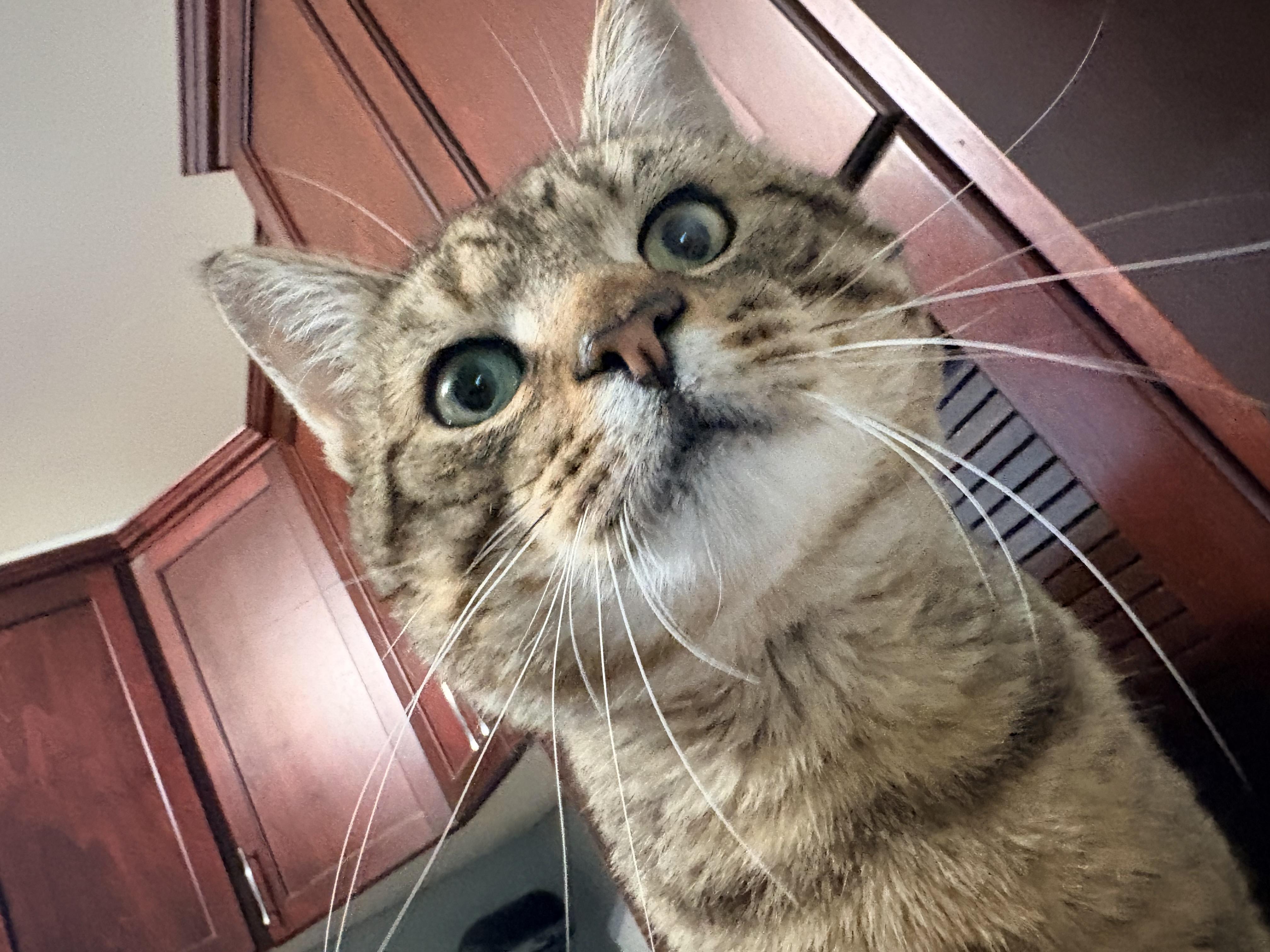 Jerry, an adopted Domestic Short Hair in Fredericton, NB image 2/4