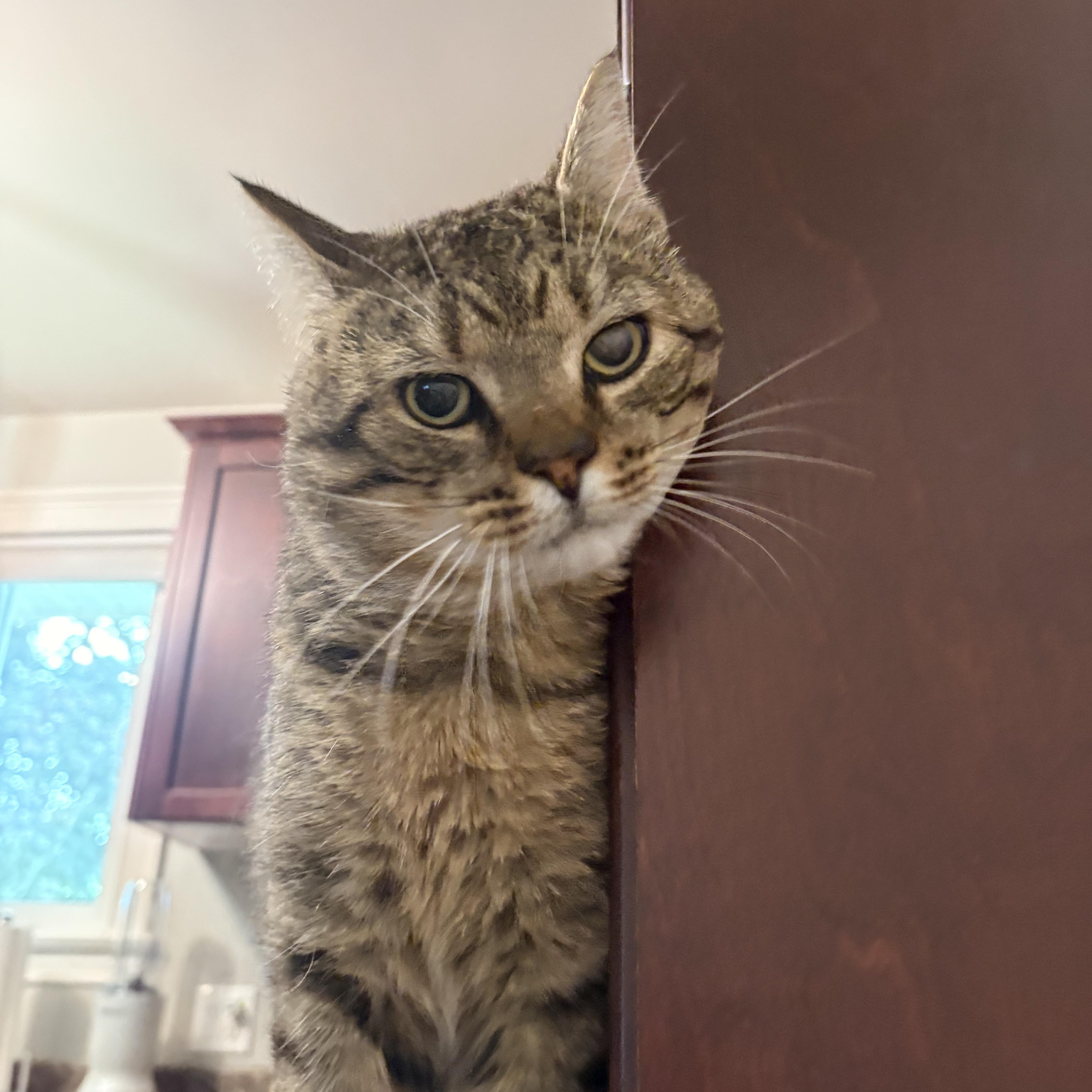 Jerry, an adopted Domestic Short Hair in Fredericton, NB image 4/4