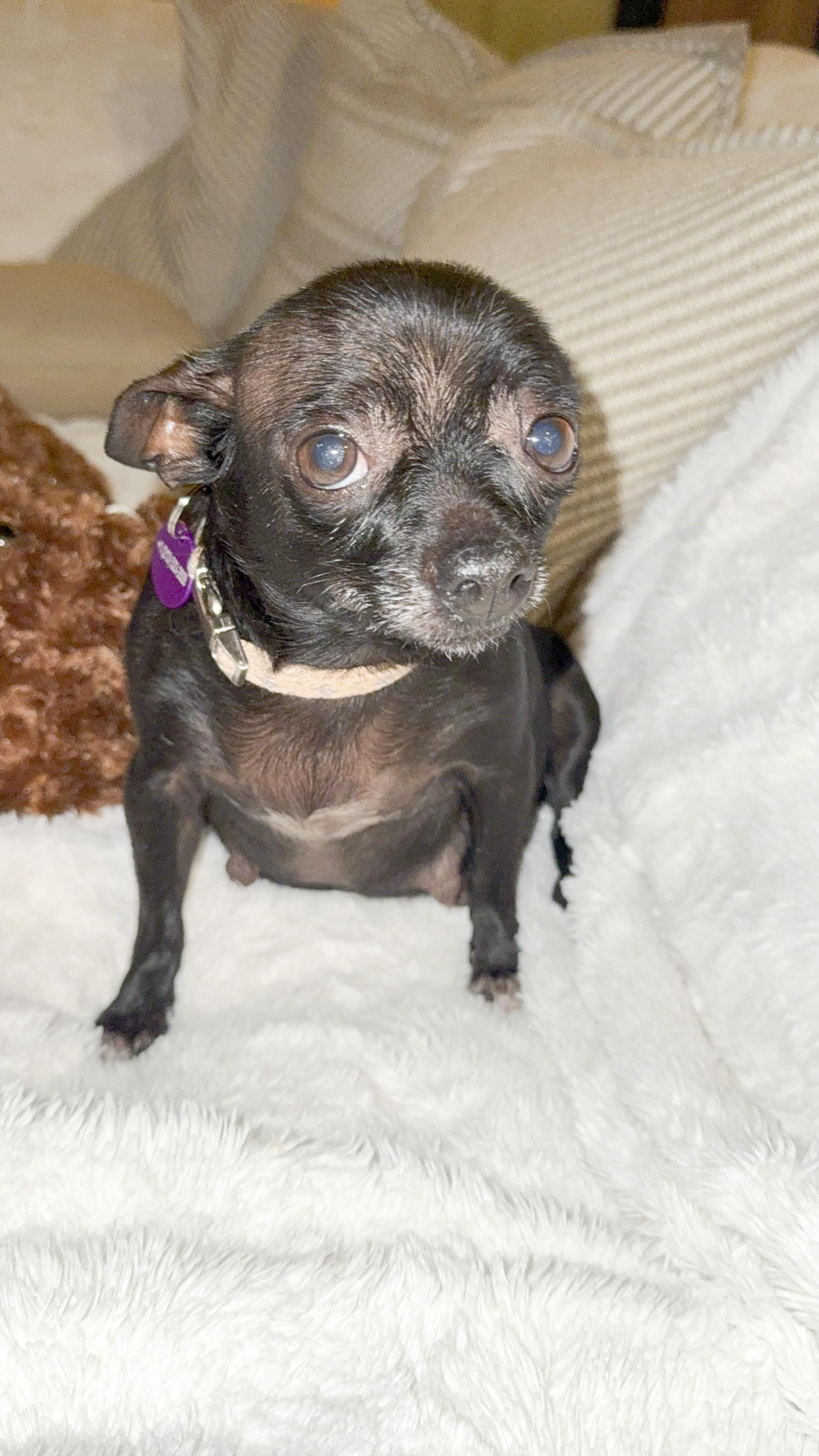Enlarge Pastina, a Adopted Chihuahua in West Hollywood, CA image 2/5