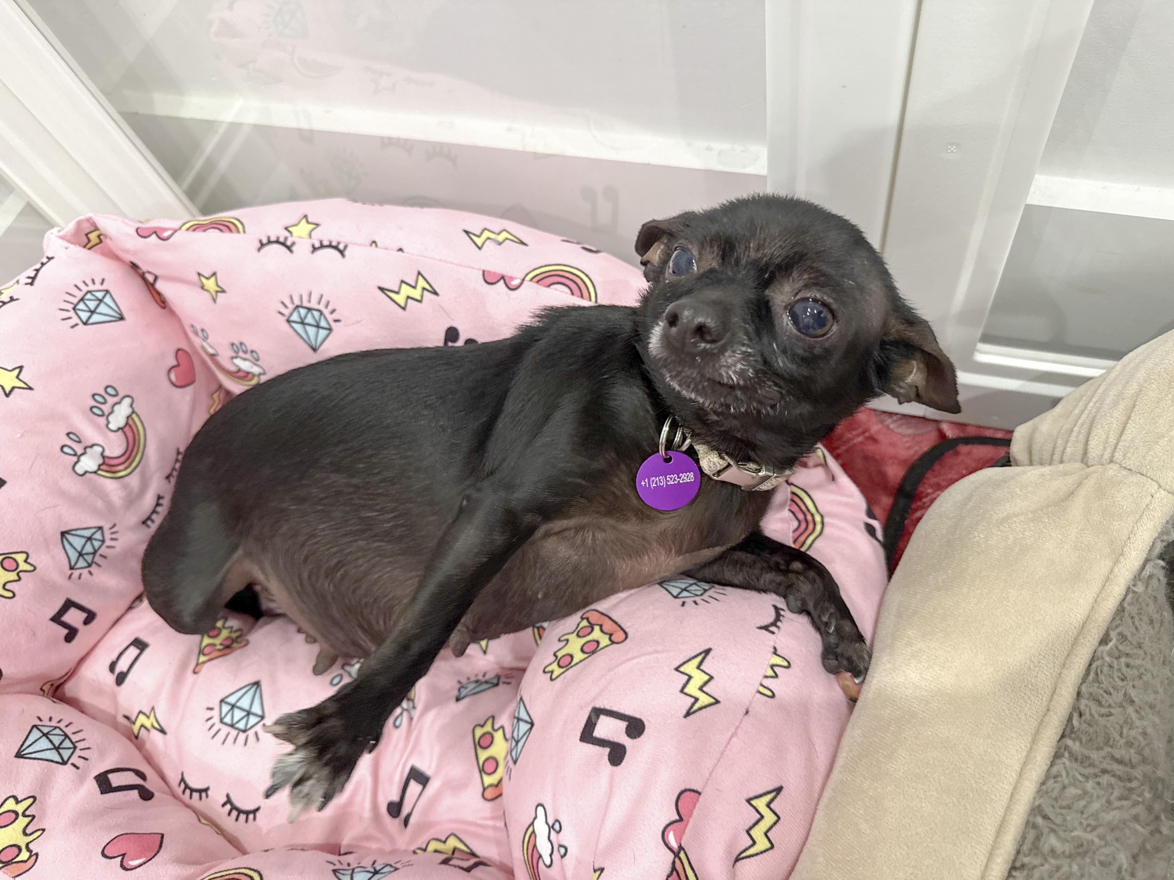Enlarge Pastina, a Adopted Chihuahua in West Hollywood, CA image 3/5
