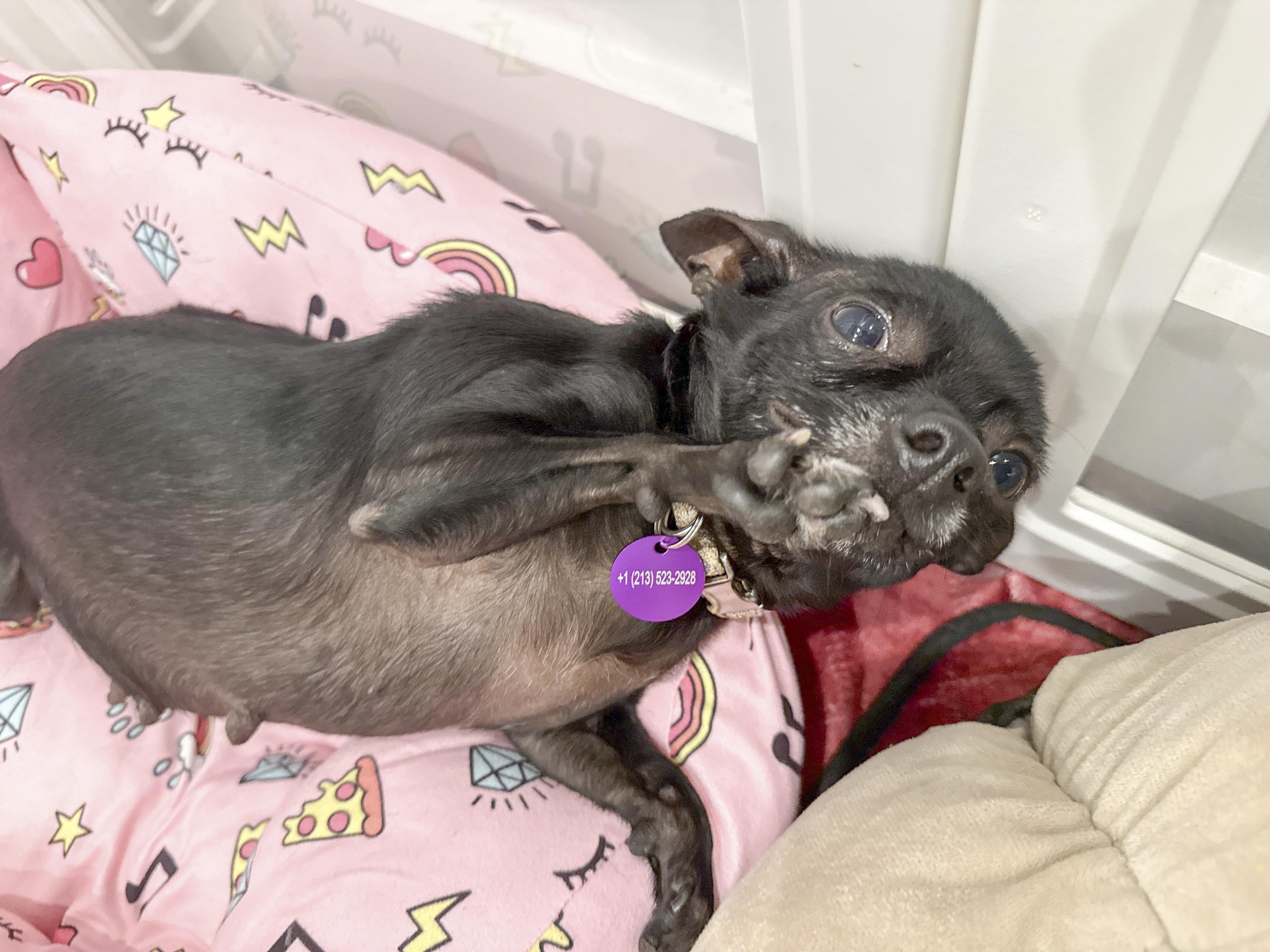 Enlarge Pastina, a Adopted Chihuahua in West Hollywood, CA image 4/5