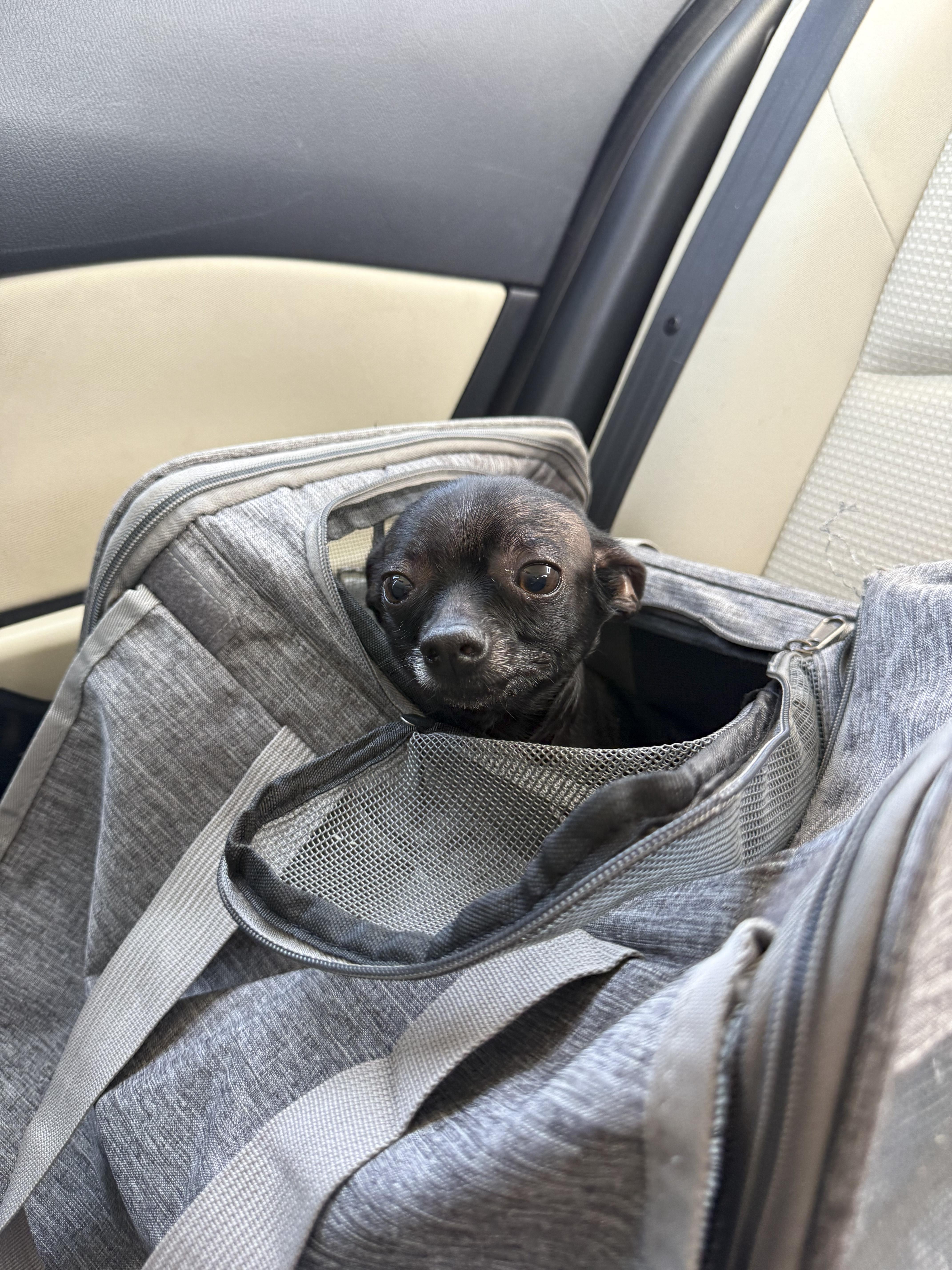 Enlarge Pastina, a Adopted Chihuahua in West Hollywood, CA image 1/5