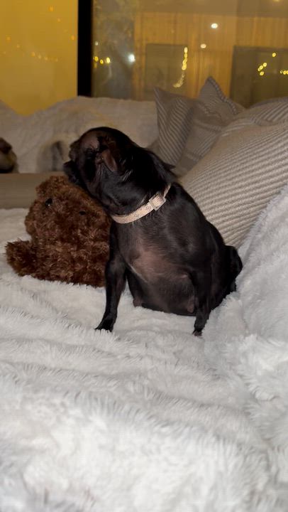 Enlarge Pastina, a Adopted Chihuahua in West Hollywood, CA video 5/5