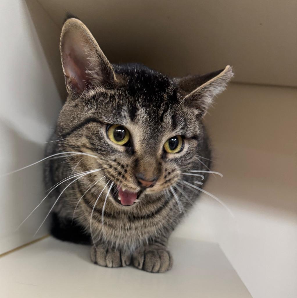 BRUCE, Adoptable, Young Male Domestic Short Hair.