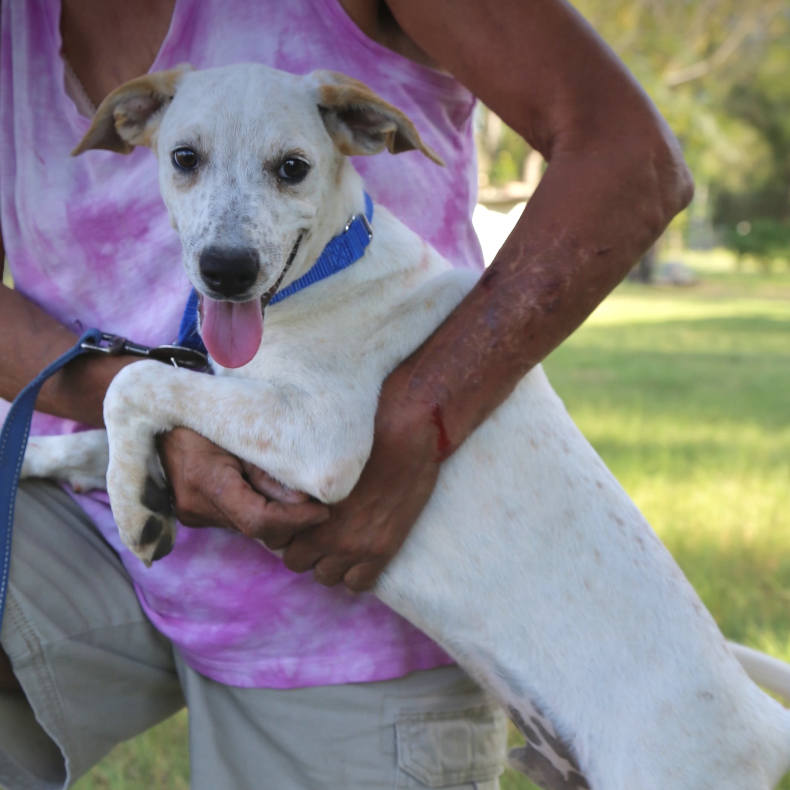 Dog for adoption Victor, a Hound Mix in Bethany Beach, DE Petfinder
