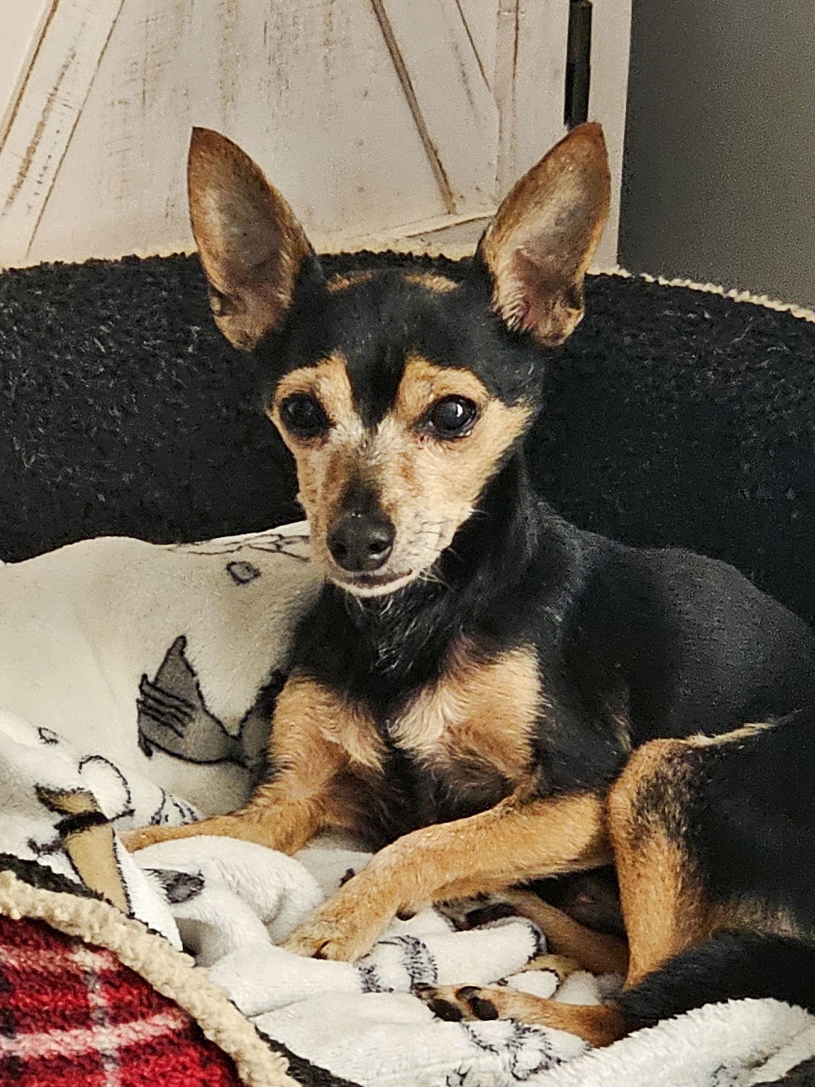 Chico D6054, Adoptable, Adult Male Chihuahua.