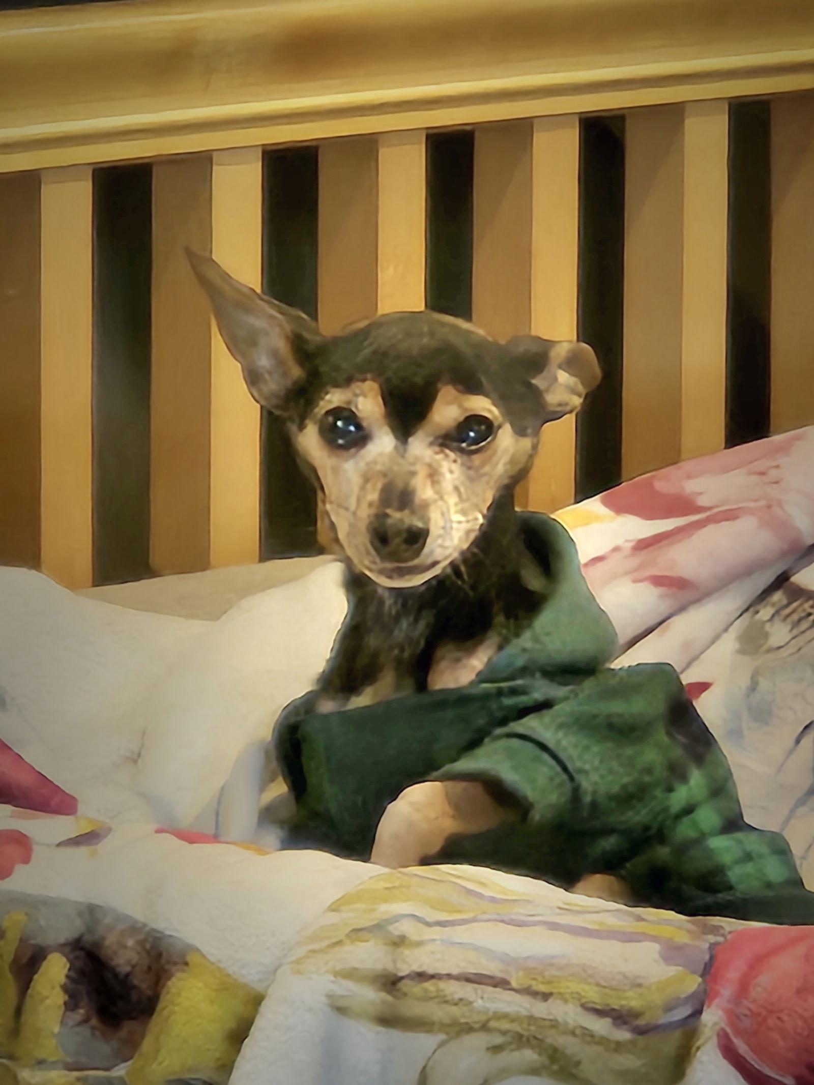 Enlarge Chico D6054, a Adoptable Chihuahua in minneapolis, MN image 2/3