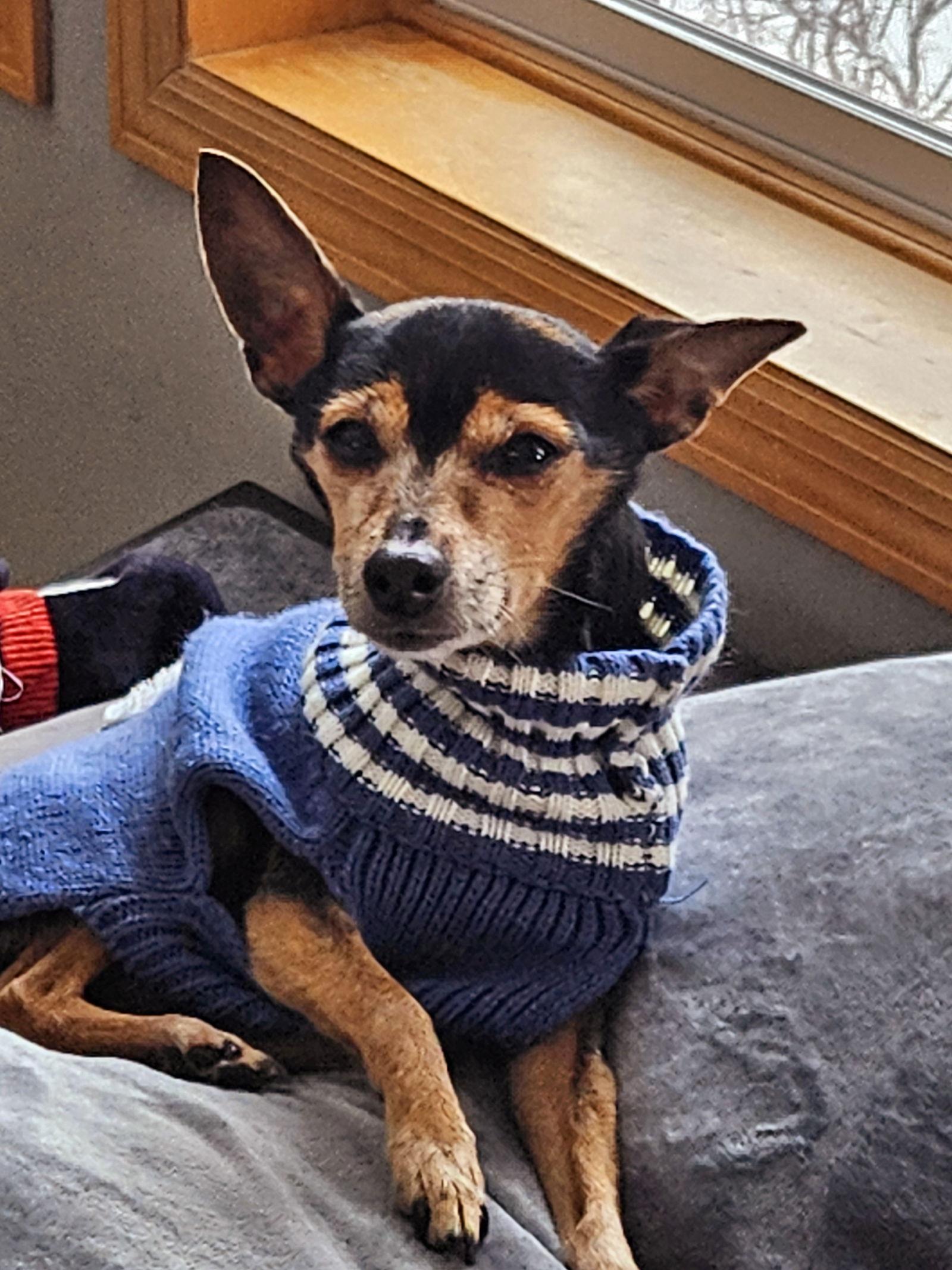 Enlarge Chico D6054, a Adoptable Chihuahua in minneapolis, MN image 3/3