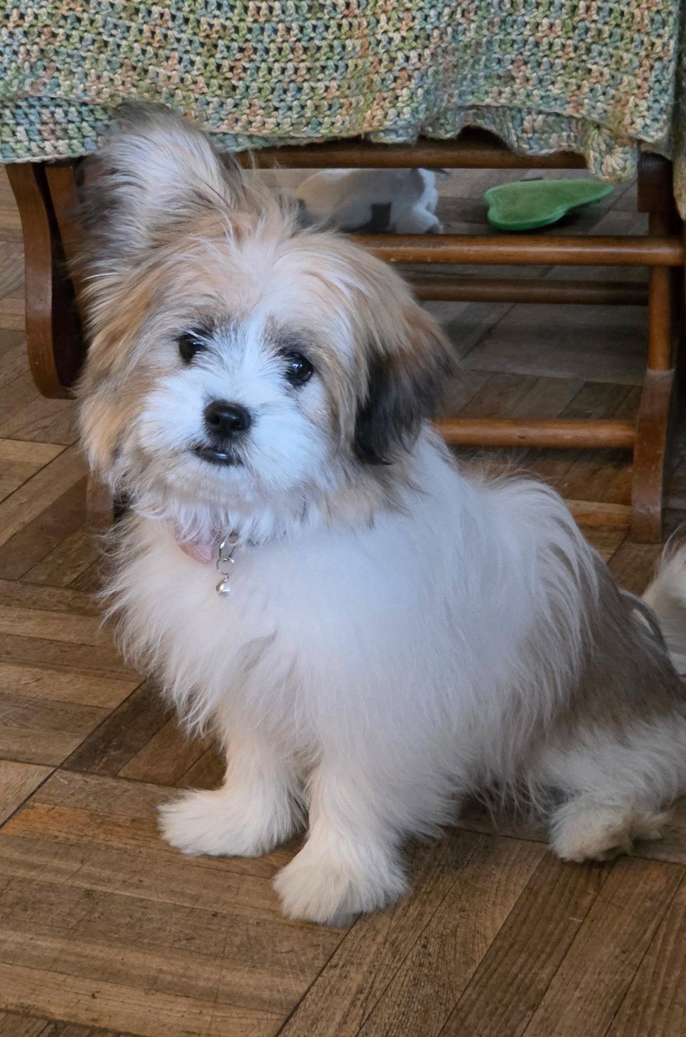 Lyla, Adopted, Puppy Female Shih Tzu & Lhasa Apso.