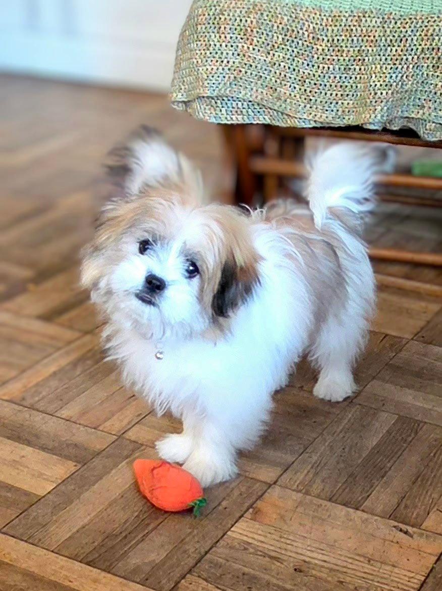Lyla, a Adopted mixed breed in Fort Collins, CO image 2/2