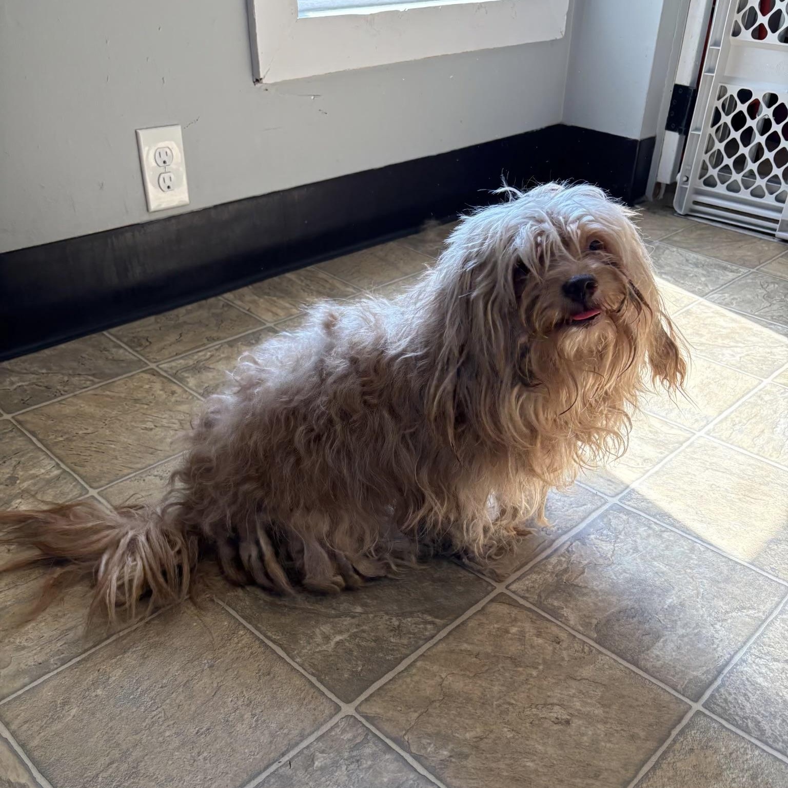 Enlarge Nash, a Adoptable mixed breed in Oxford, MI image 5/5
