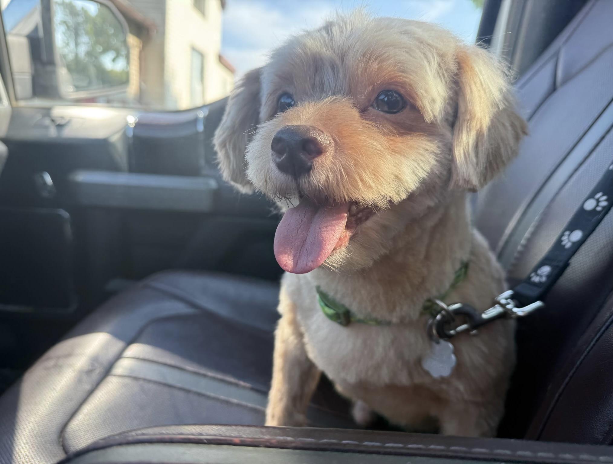 Enlarge Nash, a Adoptable mixed breed in Oxford, MI image 2/5